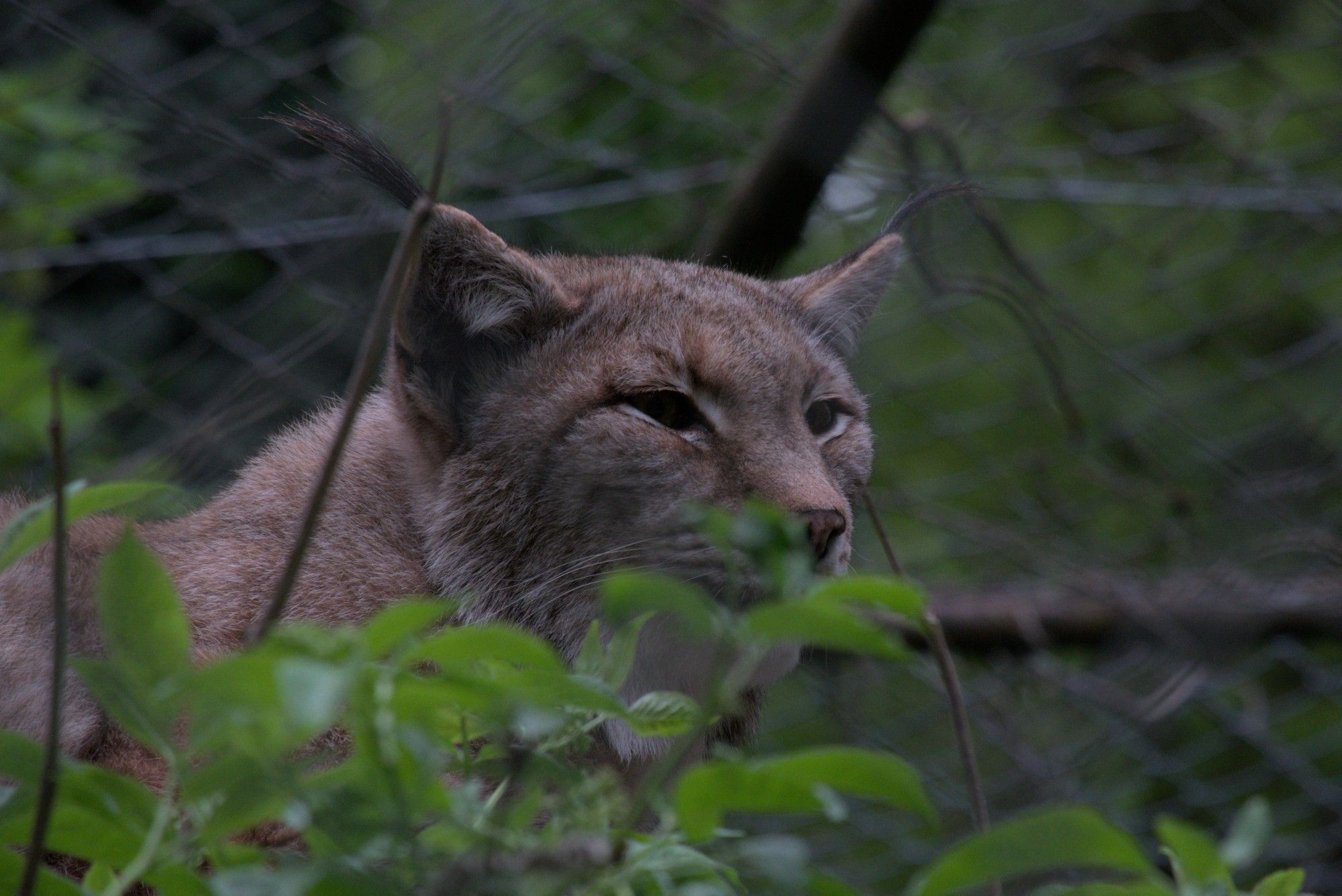 Luchs auf  einem Ast.