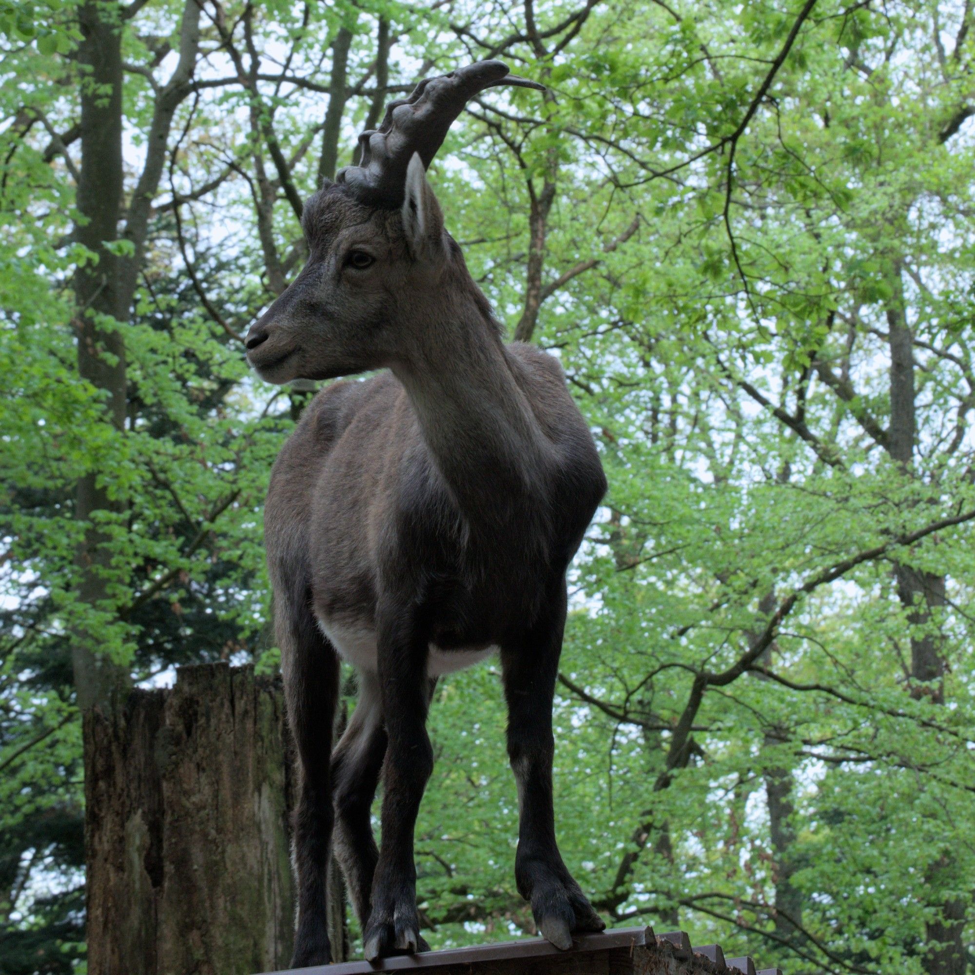 Junger Steinbock steht auf einem Dach.