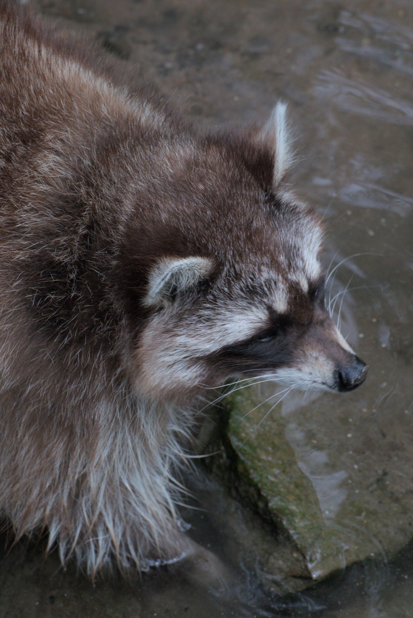 Waschbär bei der Futtersuche im Wasser.