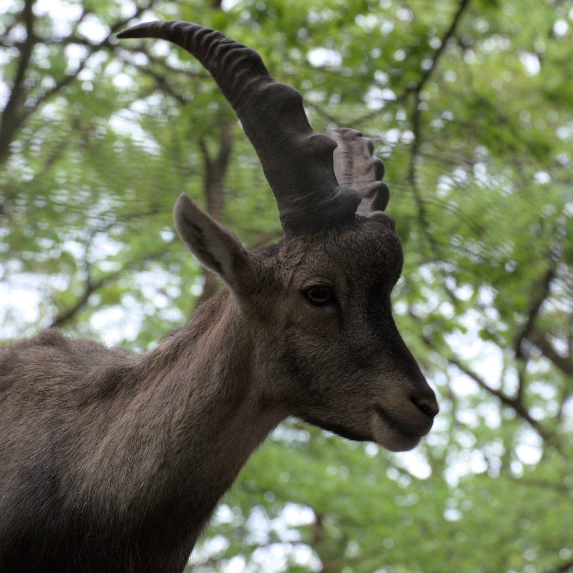 Junger Steinbock in Nahaufnahme.