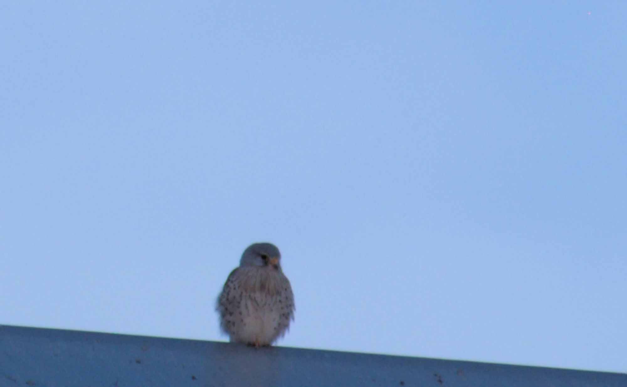 Ein Turmfalke auf einem Dach.