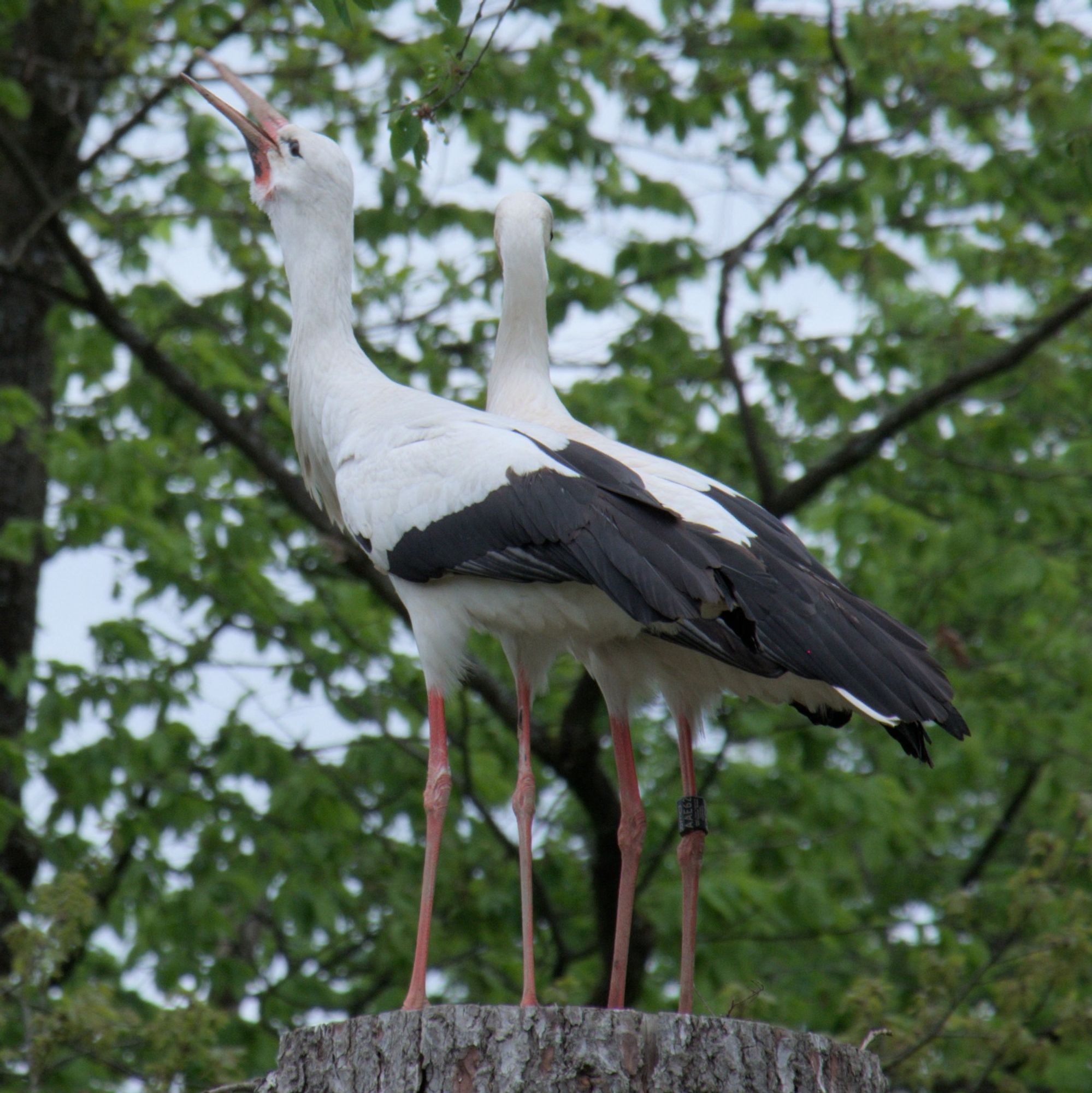 Zwei Weißstörche auf einem Stamm. Ein Storch hebt den Kopf zum Klappern.