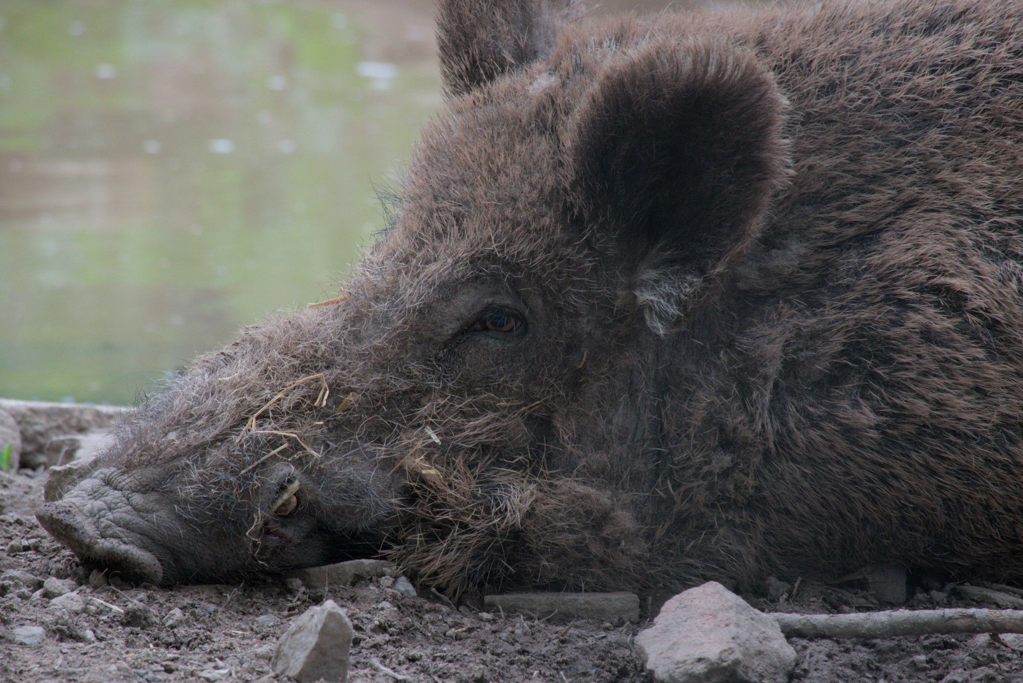 Wildschwein entspannt.