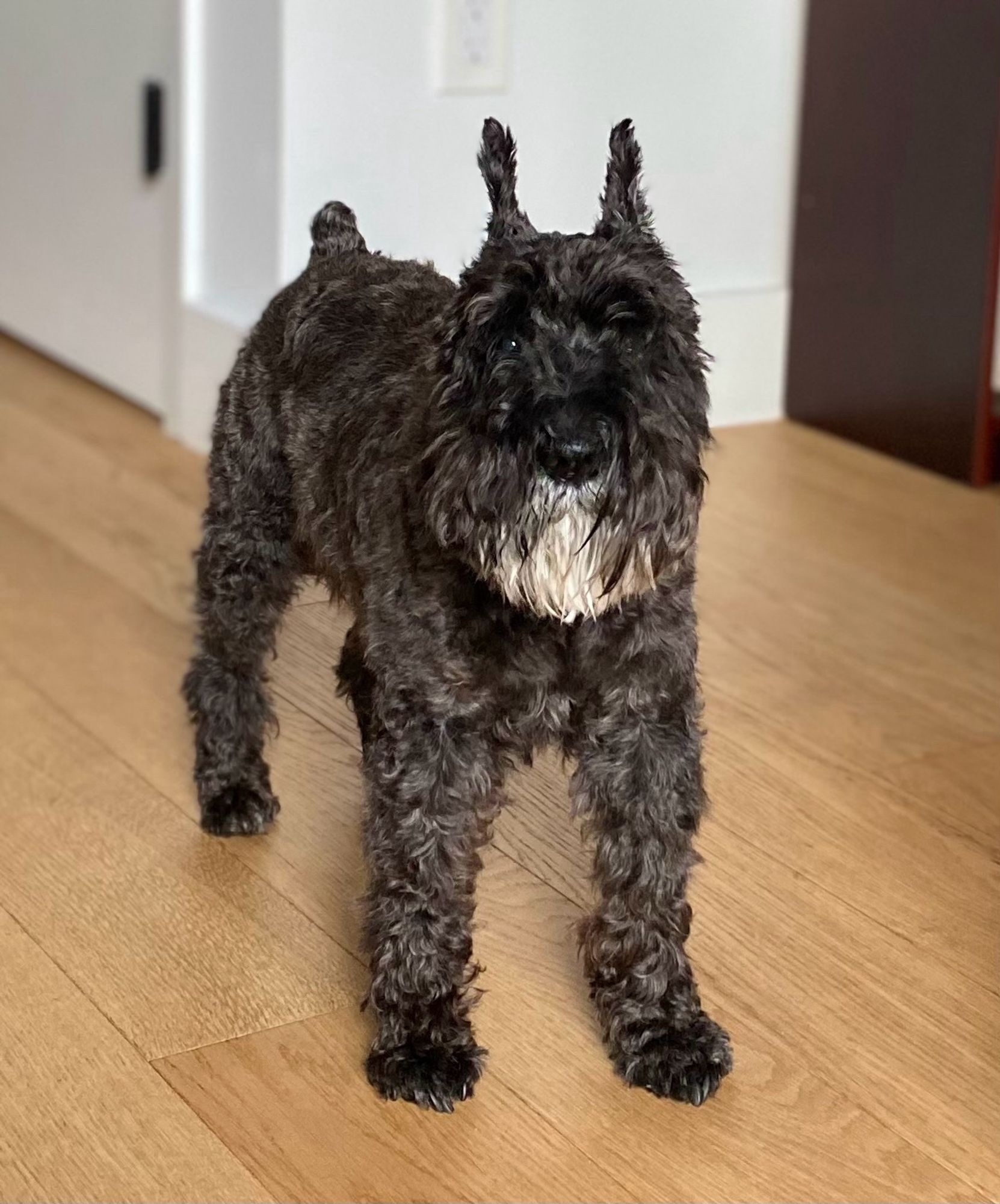 Black mini schnauzer who has a grizzled white beard, staring at the camera.