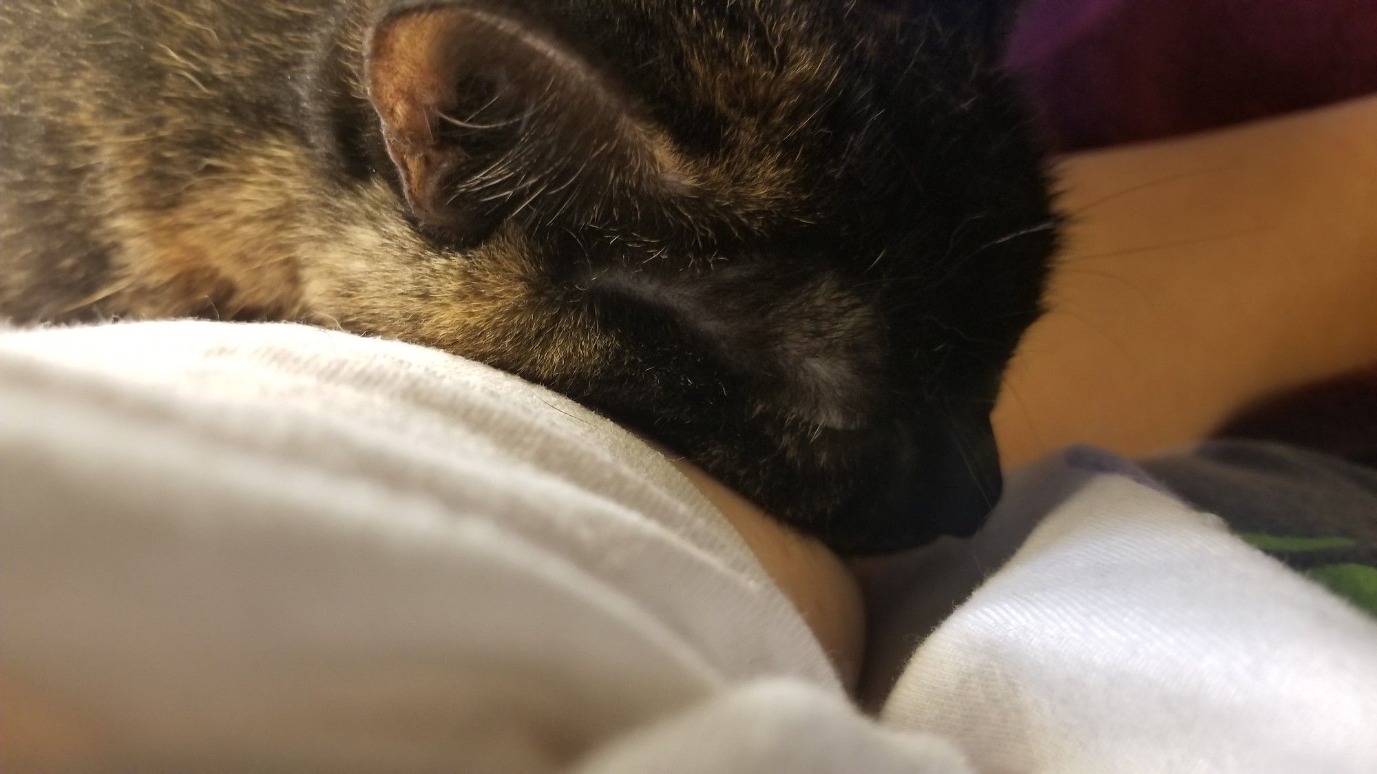 A very small tortoiseshell cat sleeping with her head resting on the crook of a person's elbow.