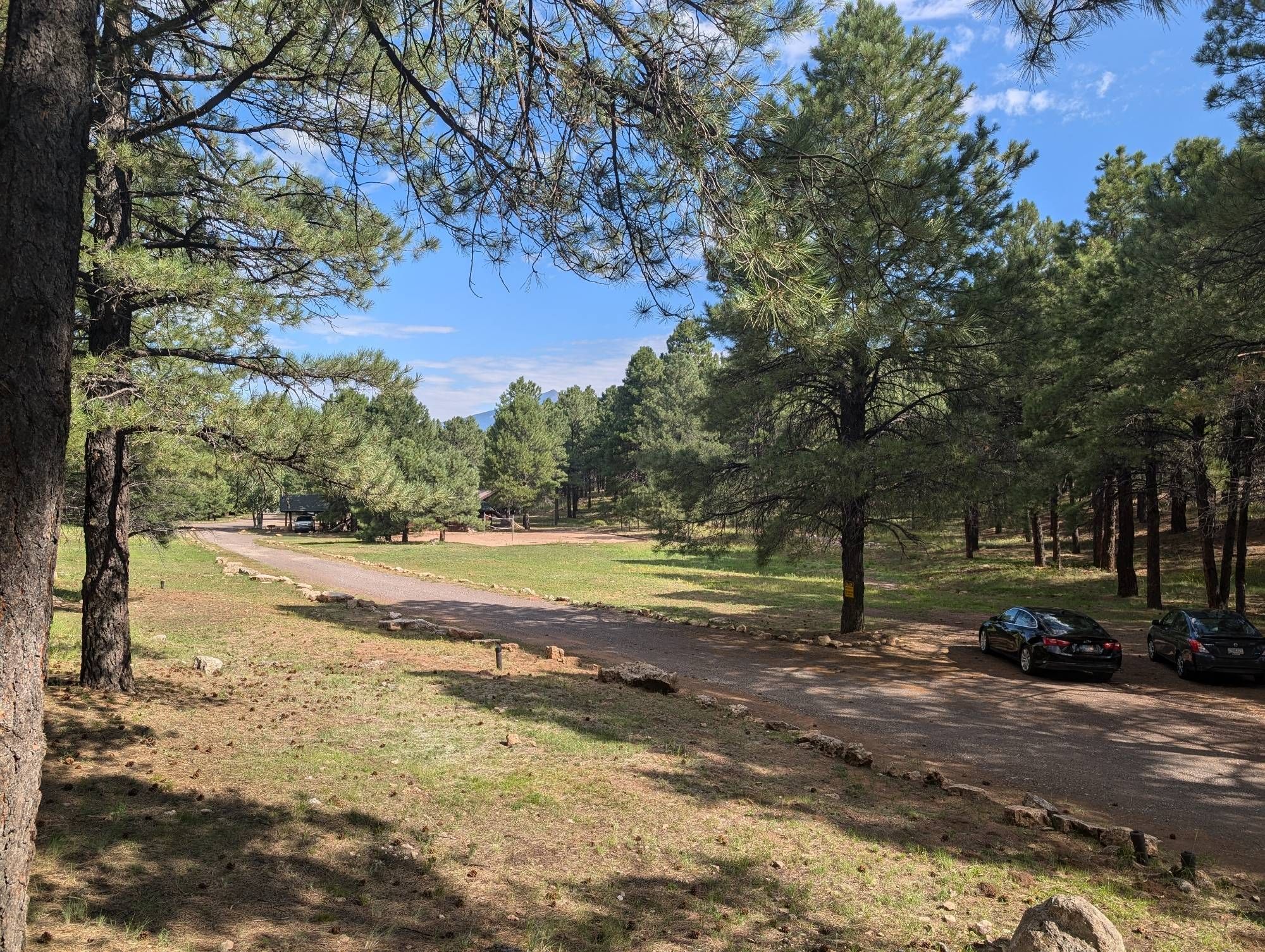 Pine trees in the woods