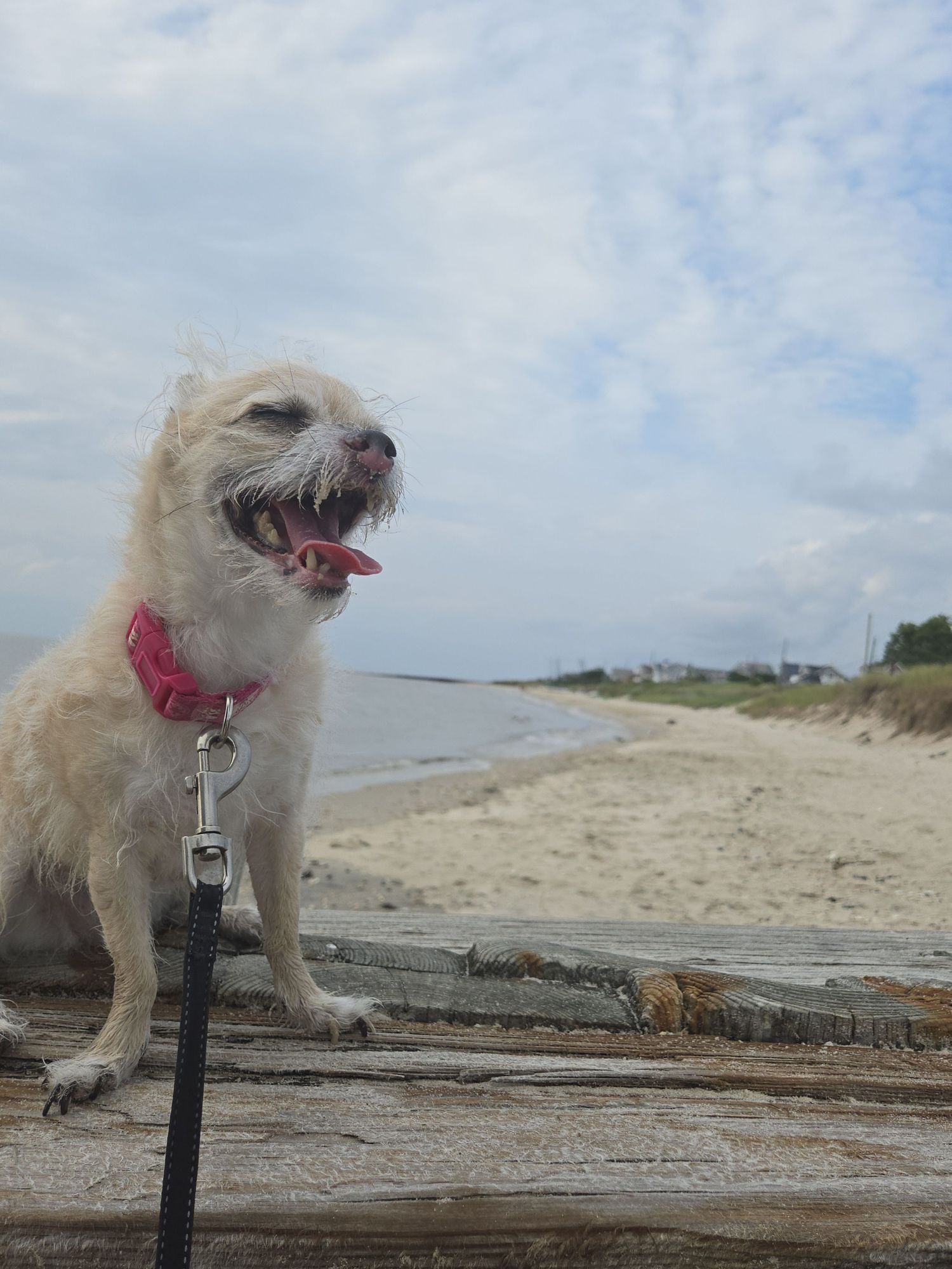 A little dog sitting on a piece of stops,  a beach disappearing into the background