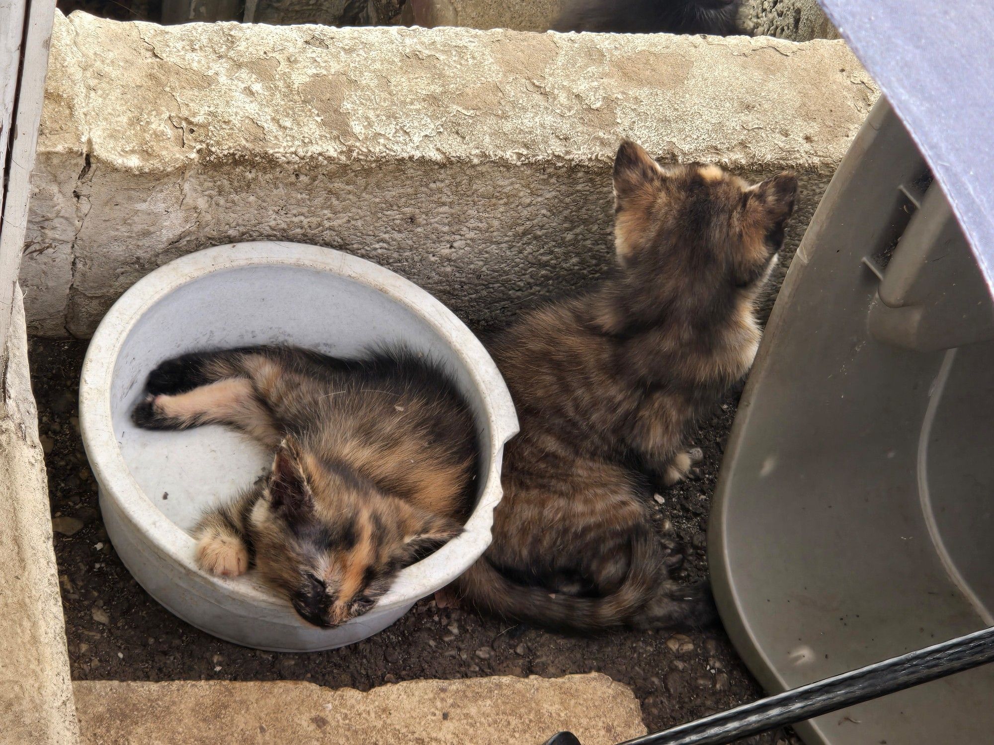 Picture of a kitten sleeping in a food bowl and another next to the bowl.