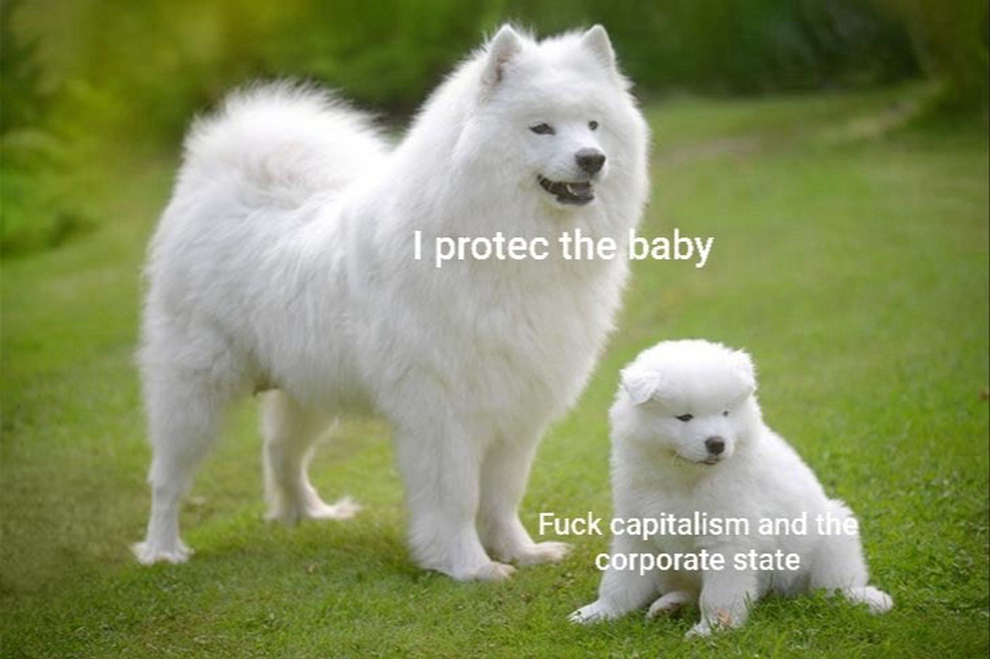 Photo of big white floofy adult dog standing next to little white floofy puppy dog who is saying, “fuck capitalism and the corporate state.” The big dog says, “I protec the baby.”