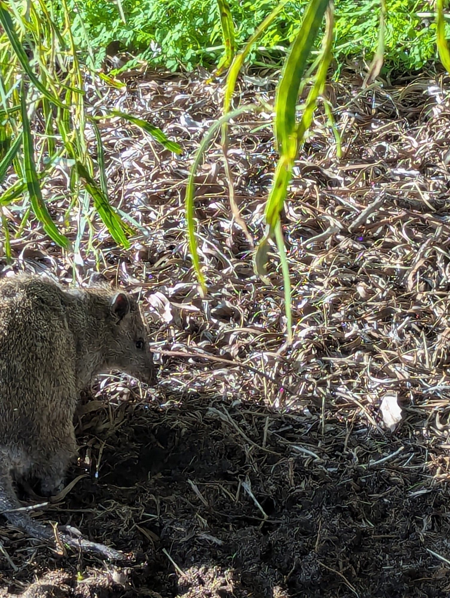 Auf braunen Mulch steht ein Bandicoot, sieht aus wie eine knuffige runde Ratte, ist ein Beuteltier