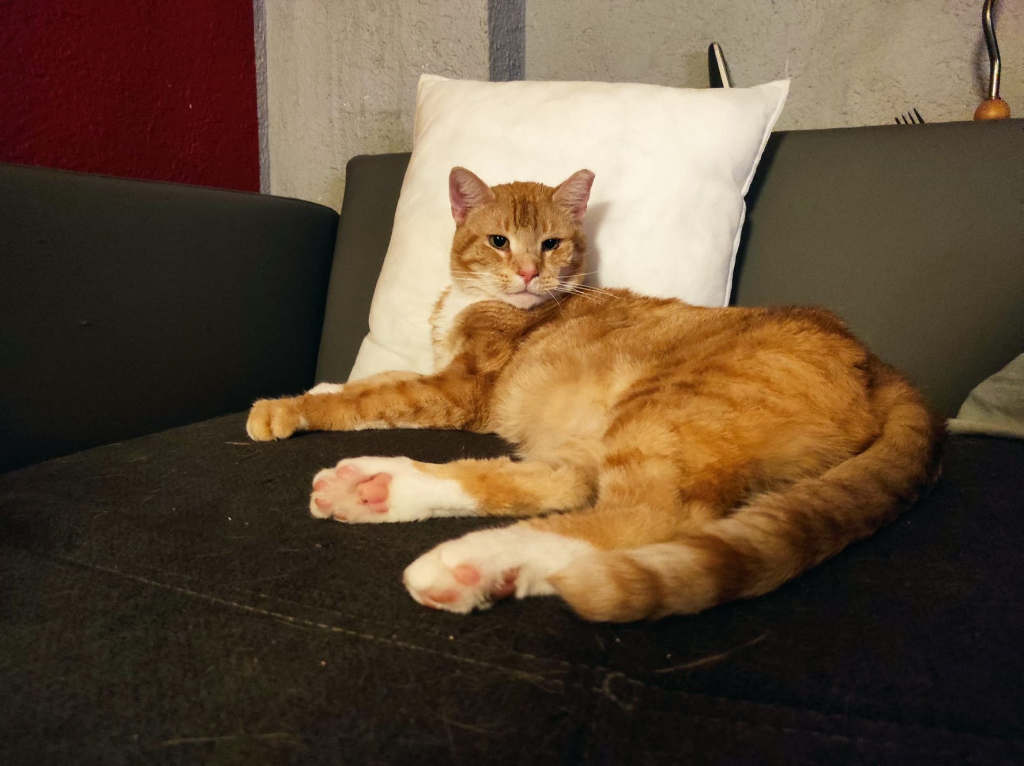 orangener kater