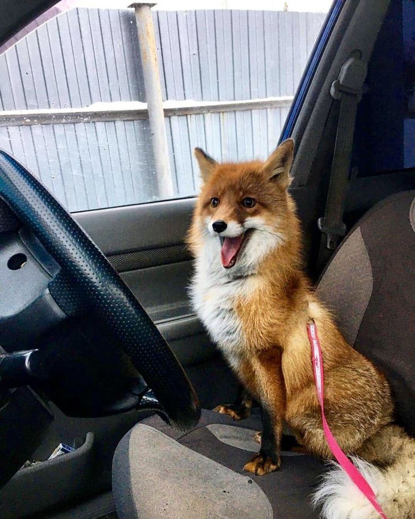 Photo of a fox sitting on a driver's seat