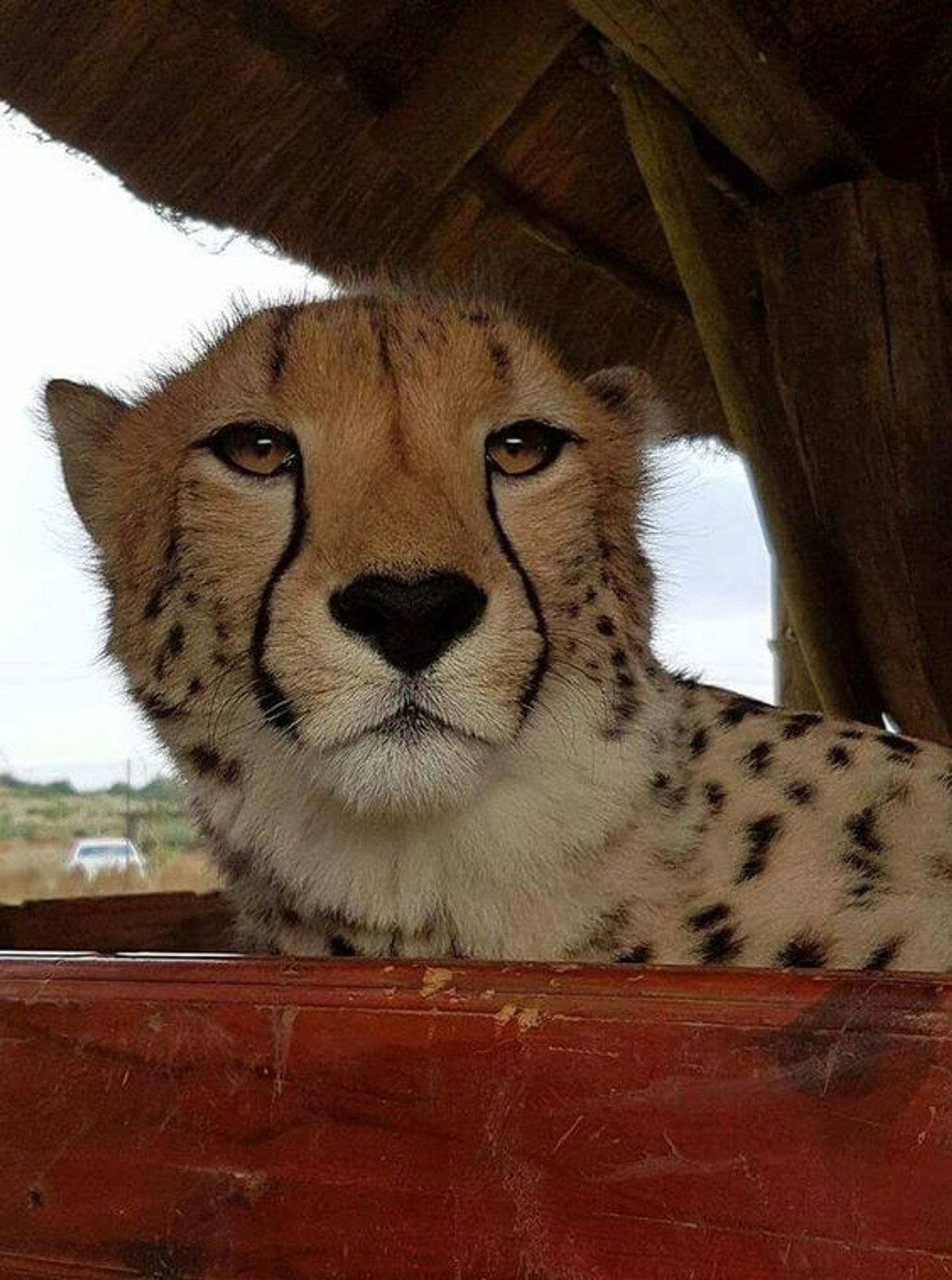 Photo of a cheetah.