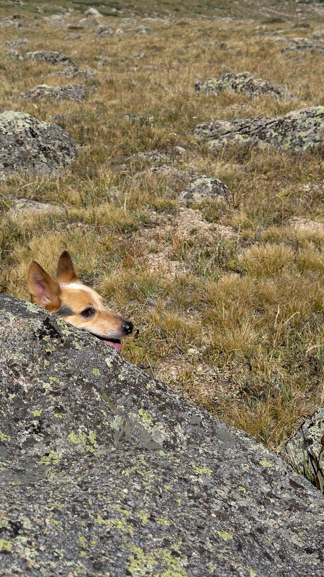 Finn, an Australian cattle dog, tries to find shade on top of a mountain pass by hiding next to a rock. Only his head is visible