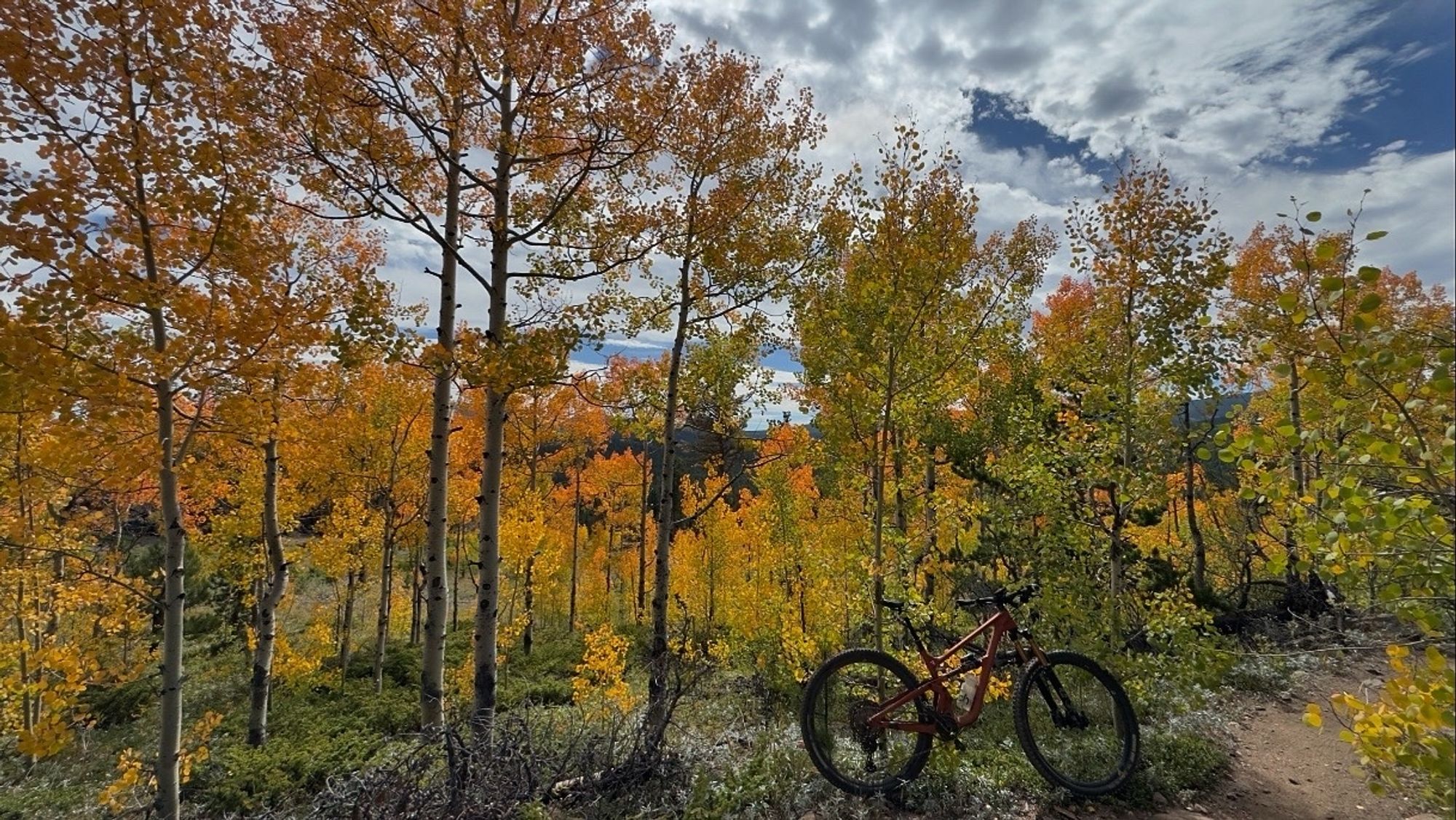 A mountain bike leans in the woods, burning with yellow and oranges that mean fall is here but for a short time