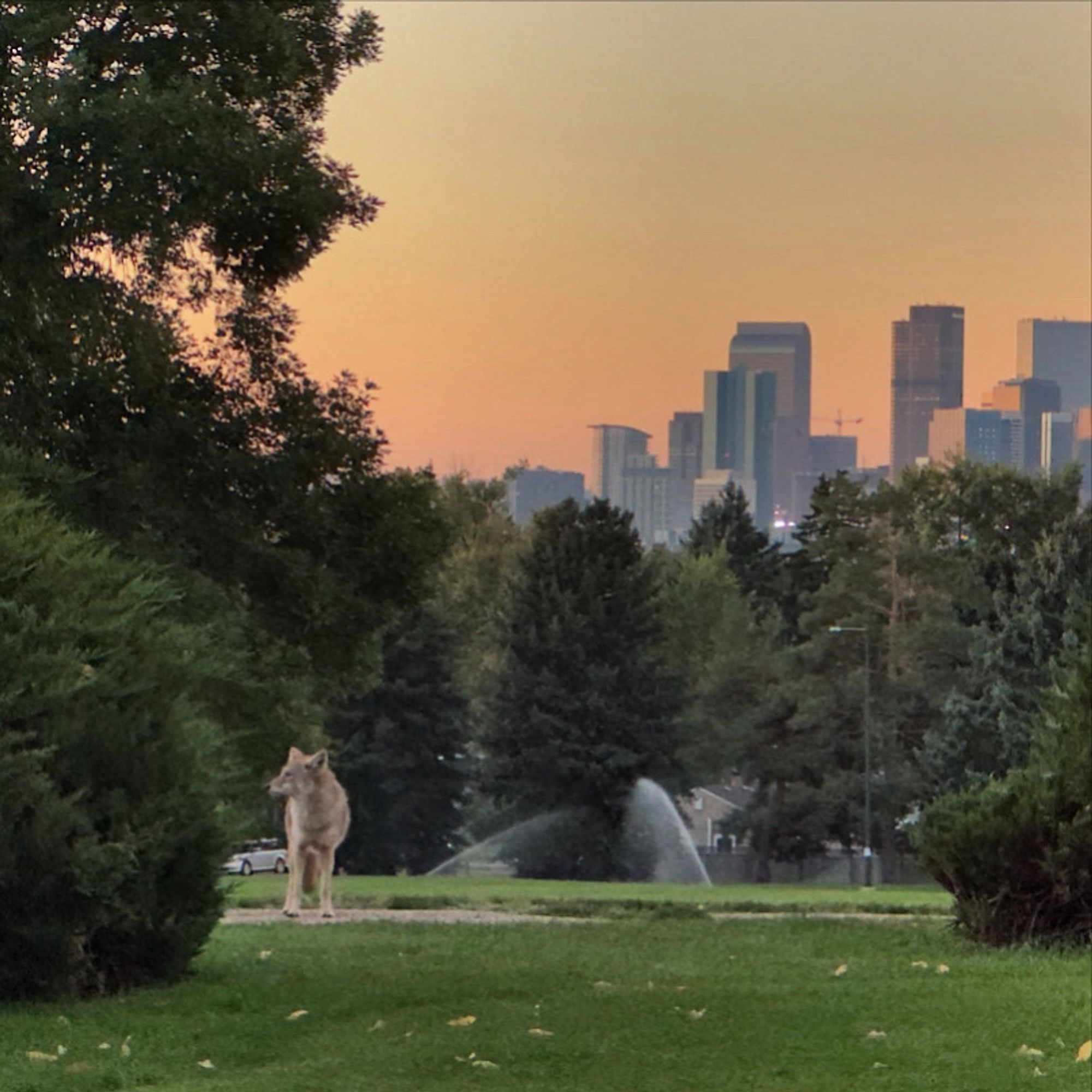 A coyote stands in a park in the Denver metro with the Denver skyline in the background