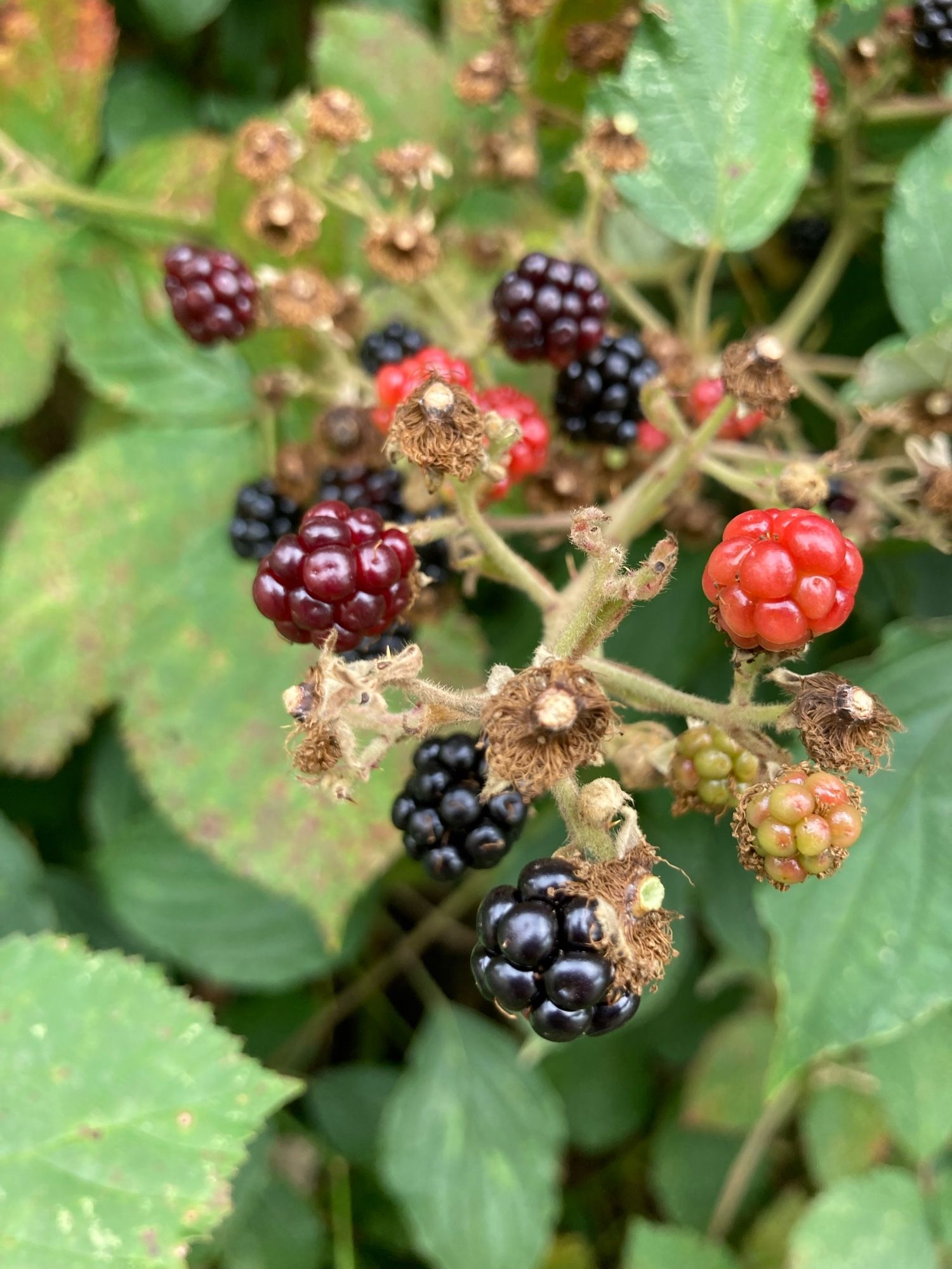 Brombeeren am Strauch