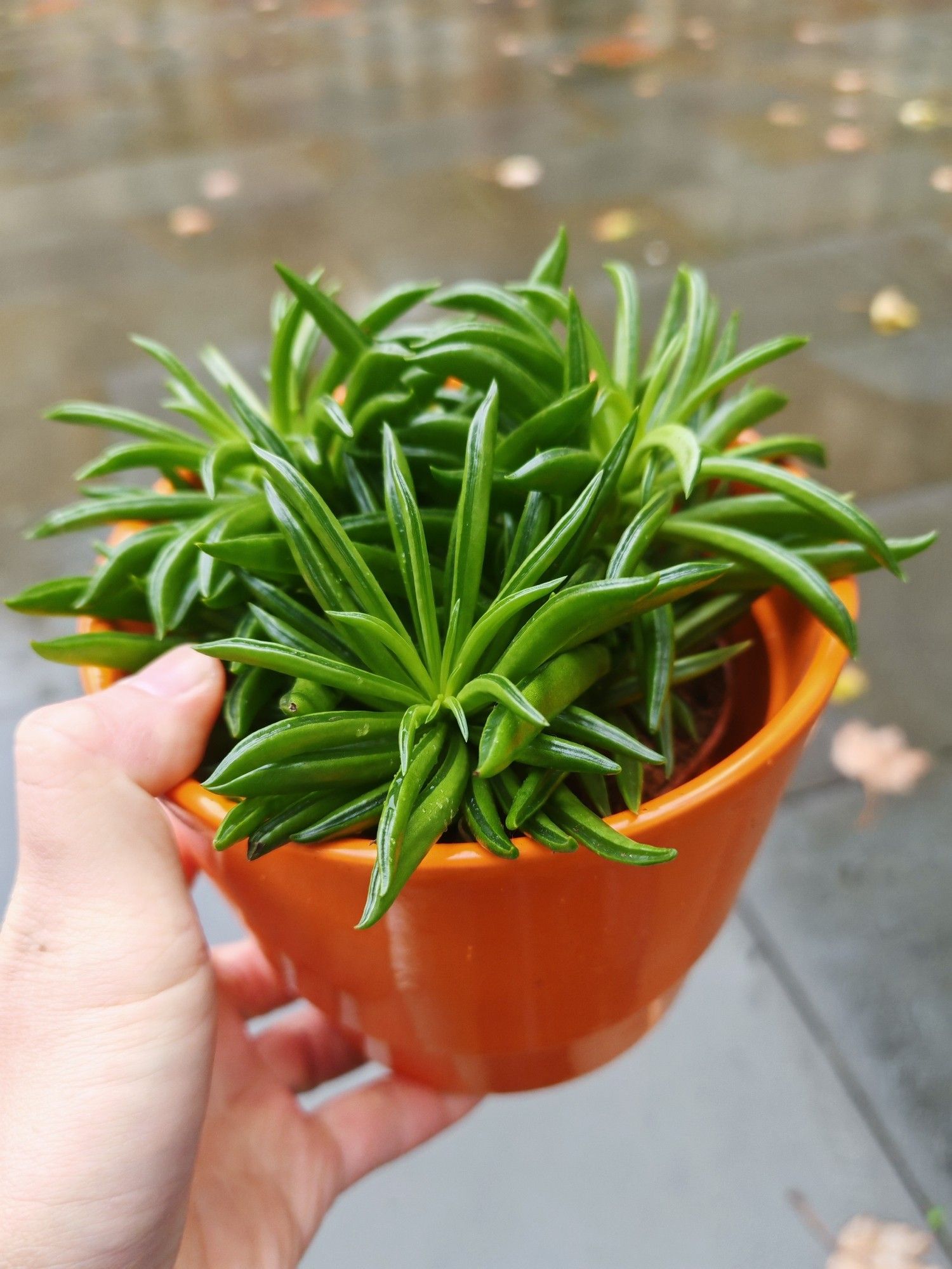 My hand holding an orange coloured pot inside which there is succulent houseplant.