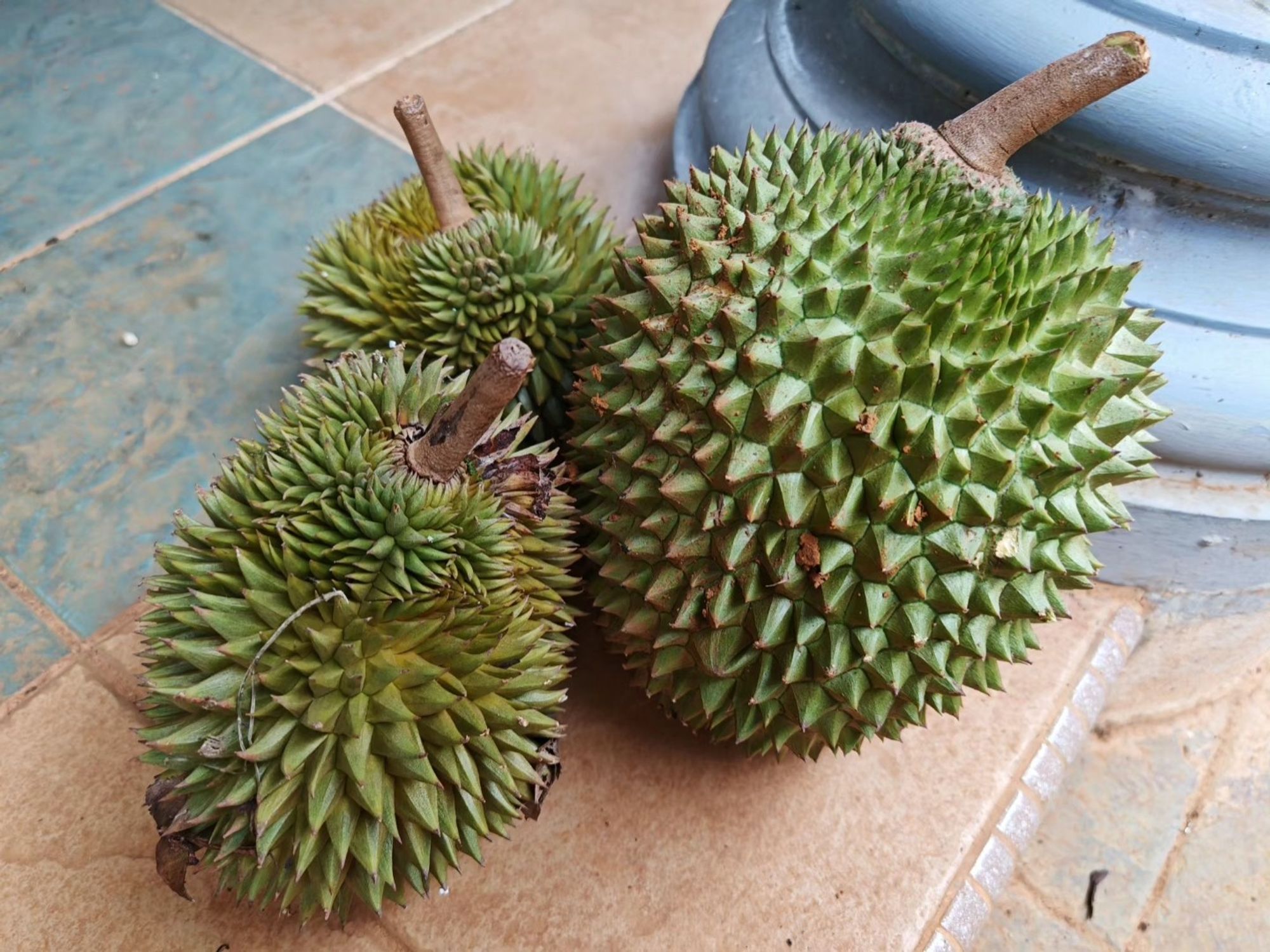 One large durian and two smaller durians on the floor