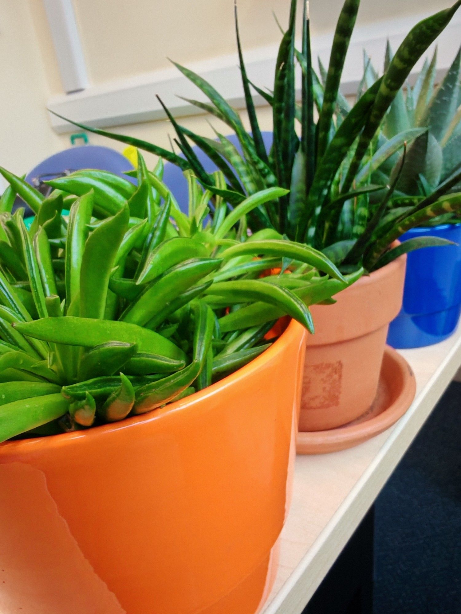 Three succulent houseplants in different coloured pots placed on the edge of a table