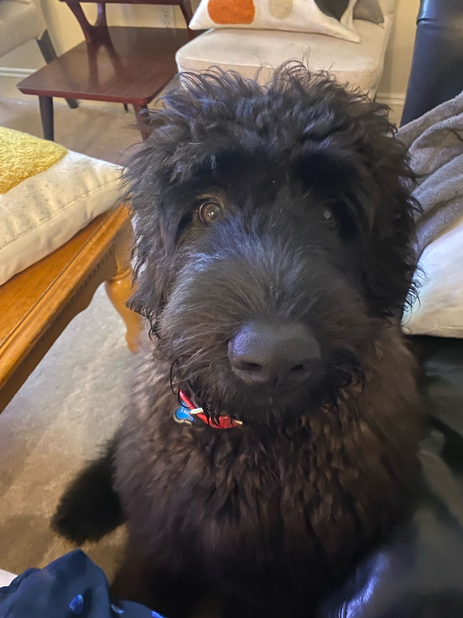 Babka, a large black bouvier puppy, staring at me in disbelief and confusion. Which is his natural state to be fair