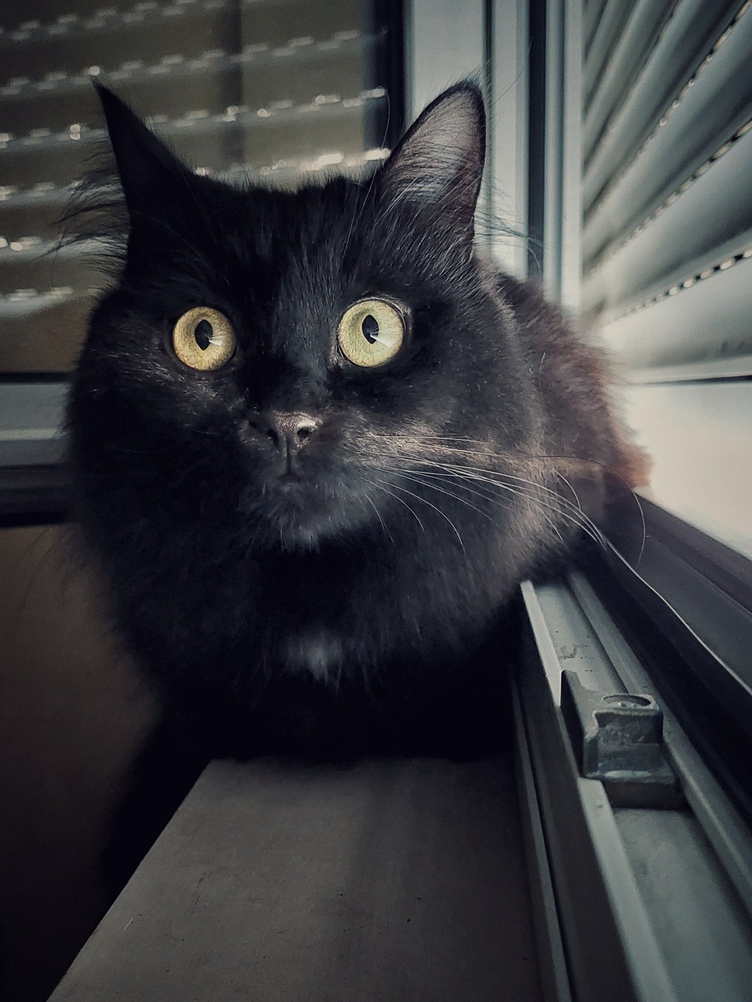 Sunny, chat noir angora, est posé sur le rebord de la fenêtre, derrière des volets roulants à demi fermés. 
Il regarde vers moi.
Un rayon de lumière passe par son nez et ses moustaches.