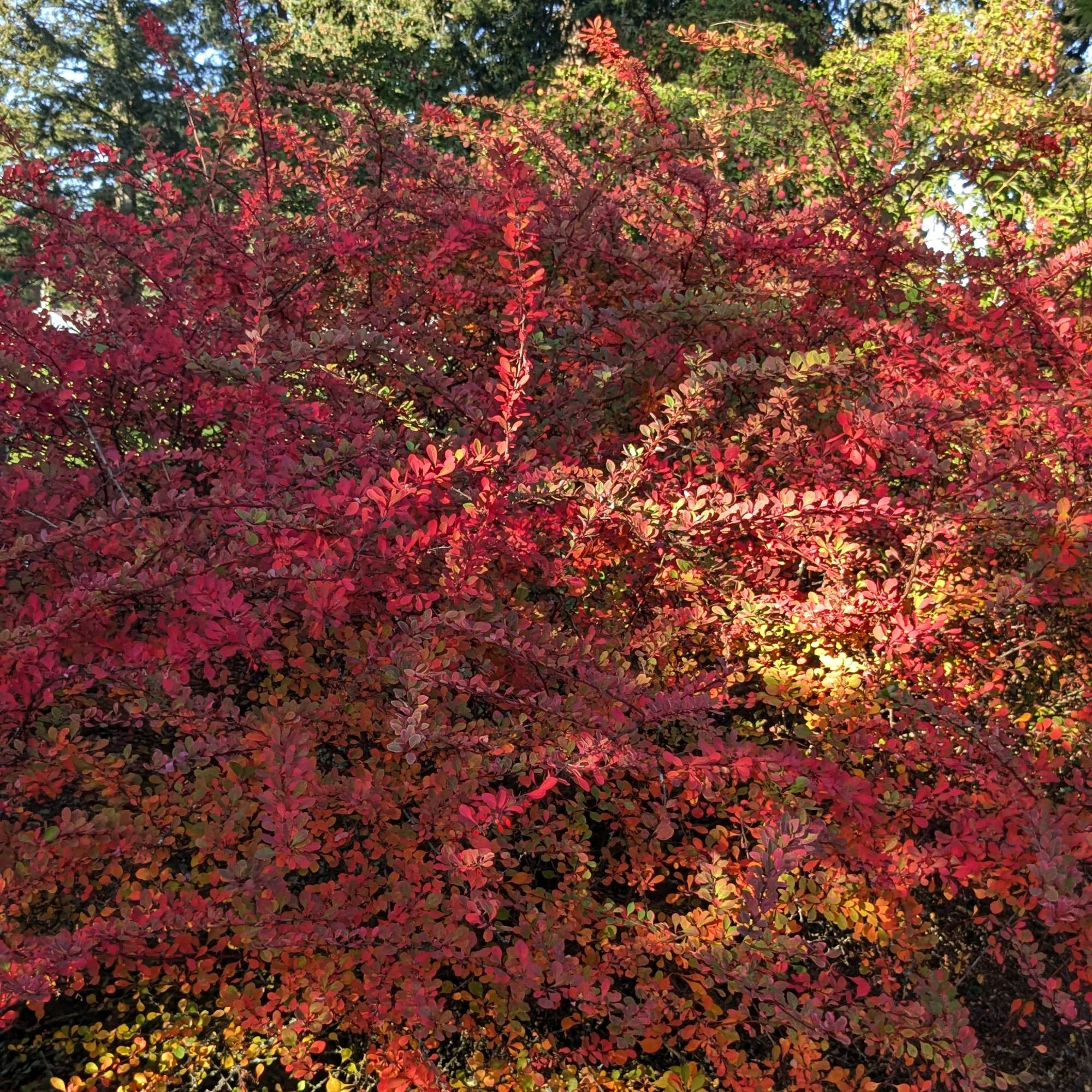 In dappled sunlight, a green barberry by summer turns absolutely brilliant red, green and gold in fall. 