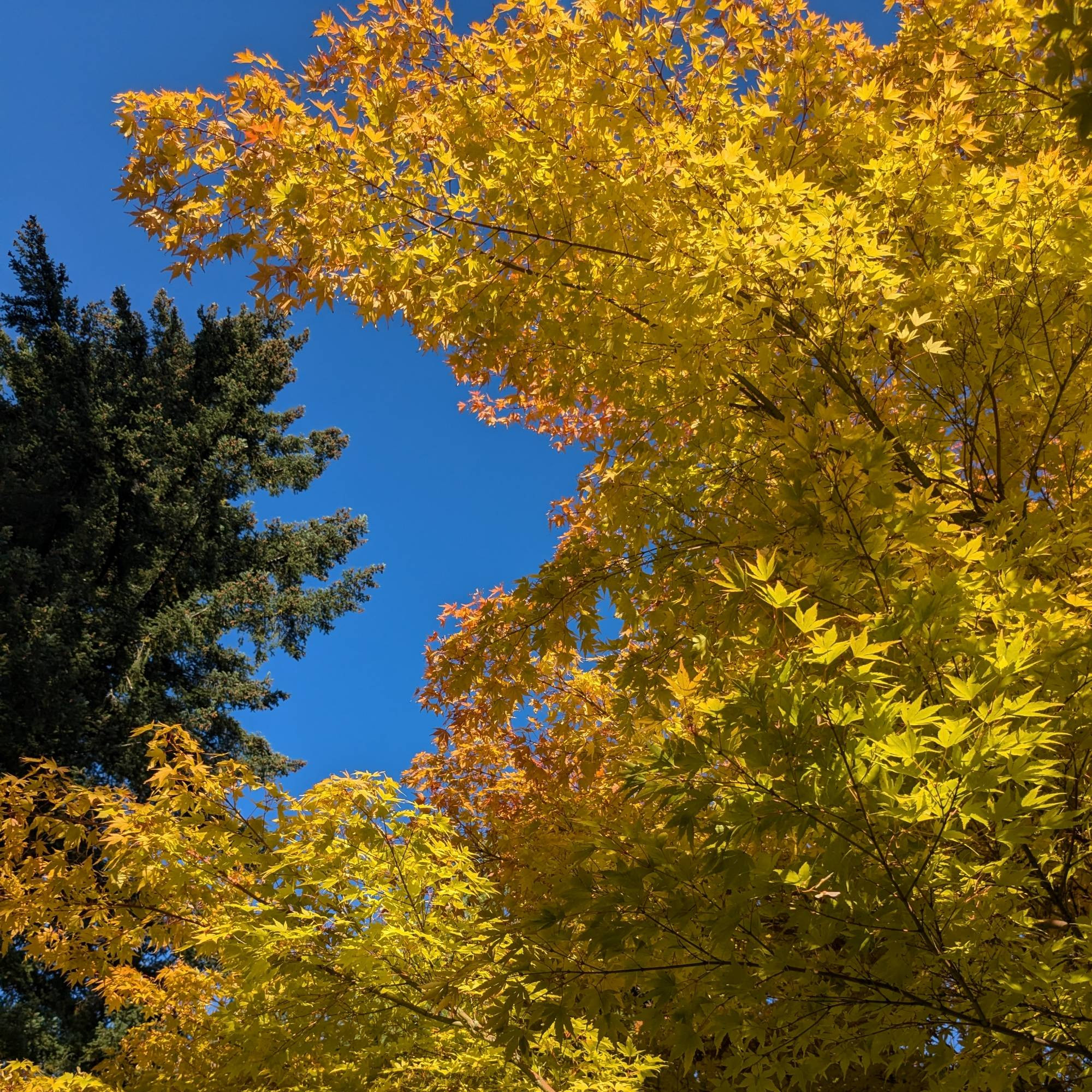 A coral bark maple turning fabulously gold and orange against a bright blue sky. 