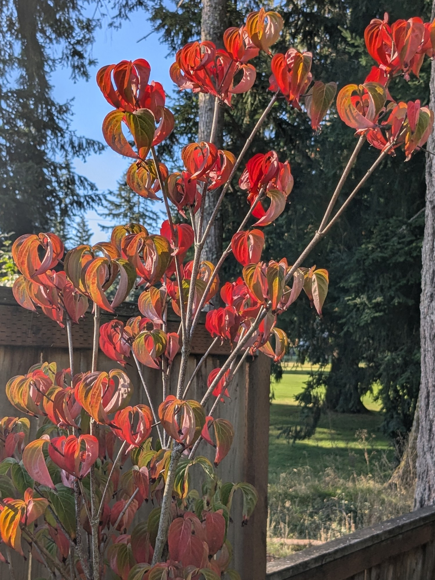 A baby pink-flowering dogwood shows off its fire-engine red fall foliage against a backdrop of blue sky and evergreen trees.