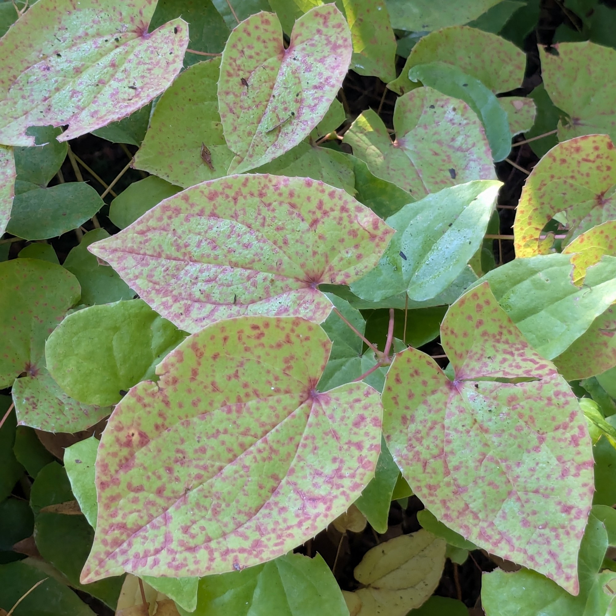 Epimedium leaves covered with red spots. A more subtle, but no less beautiful autumn display.