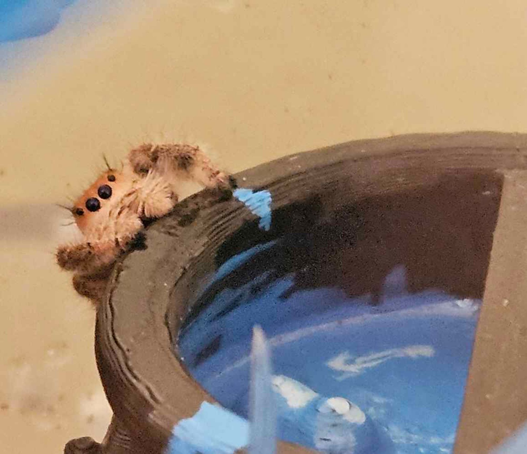 A regal jumping spider perched on the edge of a tiny 3-D printed cauldron with a blue potion inside