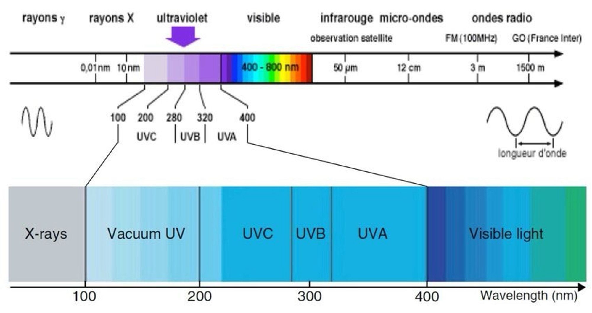 Schéma reprenant la répartition des longueurs d’onde des ultraviolets, en deçà du spectre de lumière visible, selon les indications du skeet.