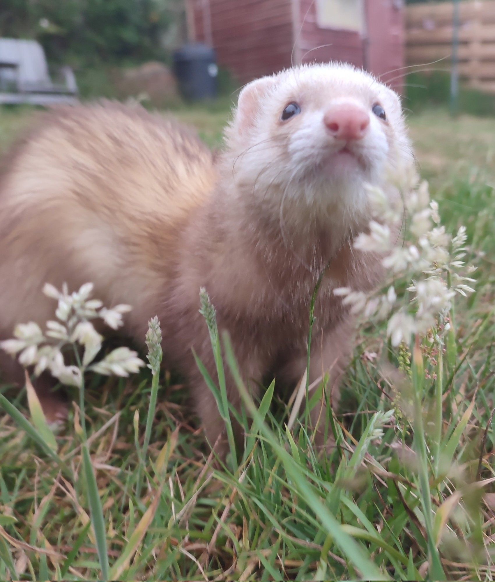 Ferret