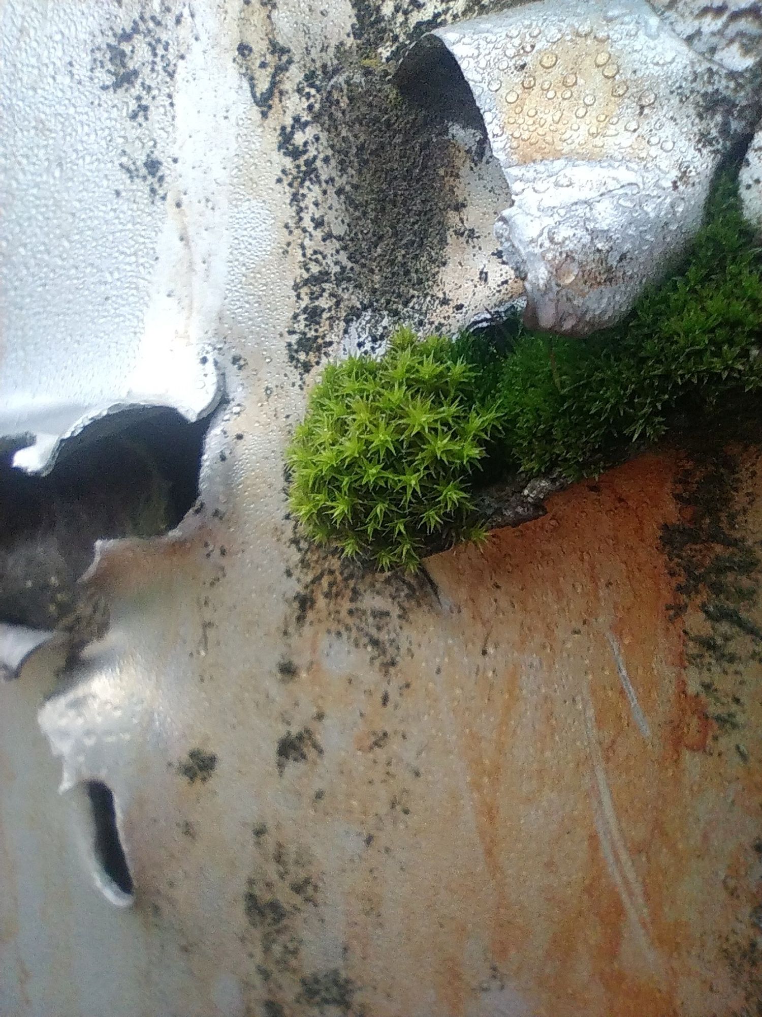 A close-up shot of Rusty dirty gunshot aluminum sheeting with moss growing happily on it