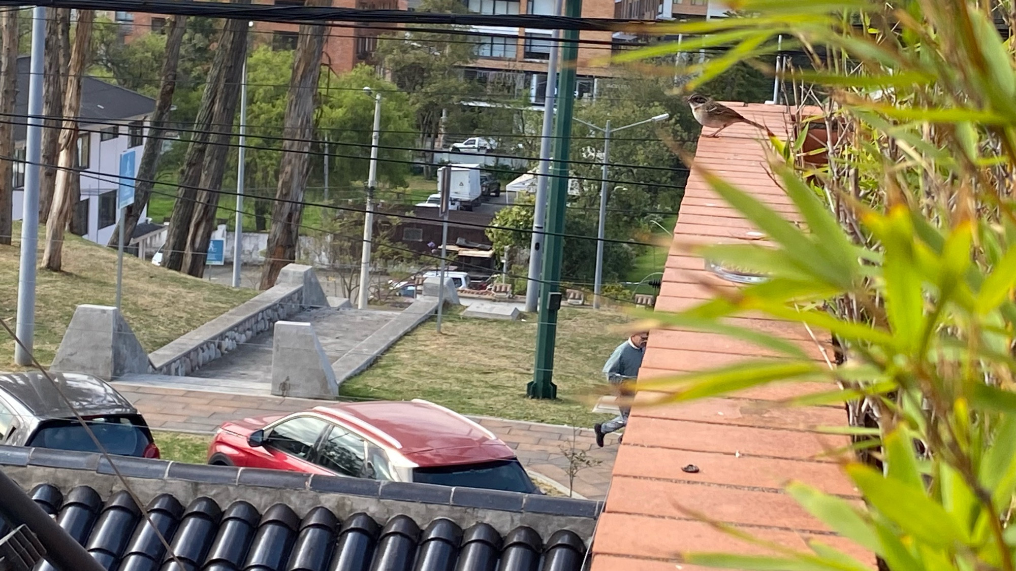 a little bird sits on a wall. there’s a few cars on the road and some roof tiles. not a great photo tbh