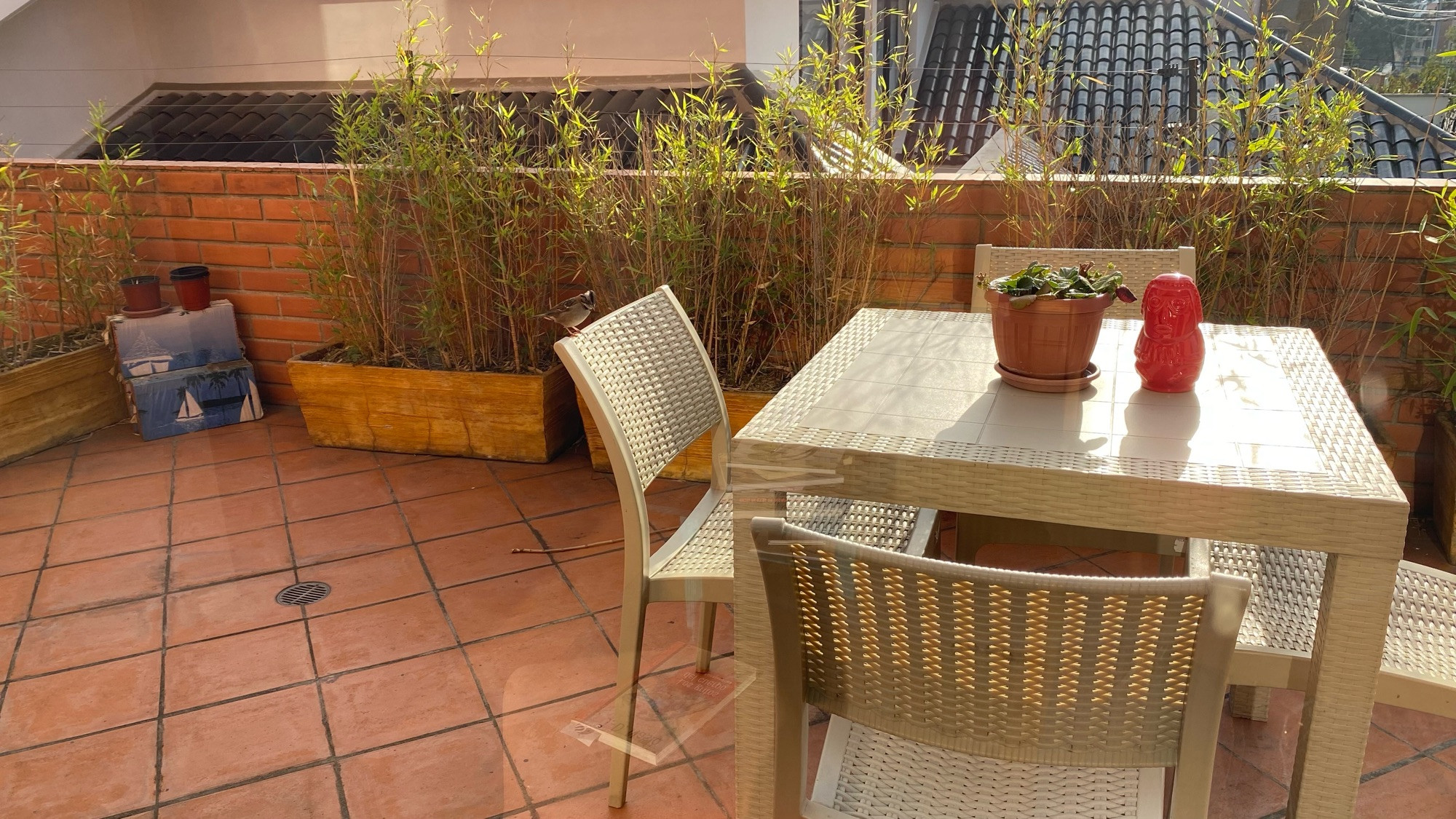 a little bird, a few inches tall, stands on some garden furniture waiting to be fed. 