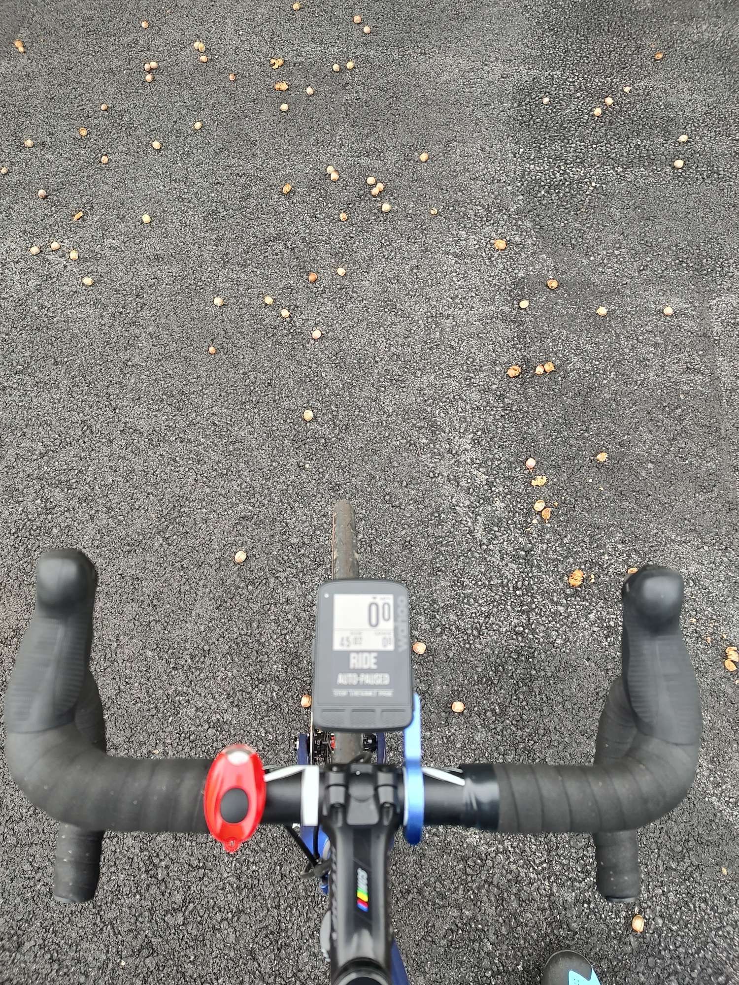 Road bike handlebars on a backdrop of pavement, strewn with acorns.