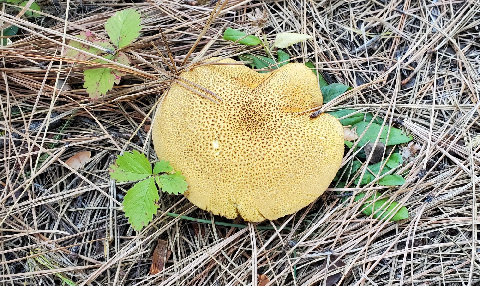 round yellow colored mushroom with brown speckled on the top, theres some green leave next to it