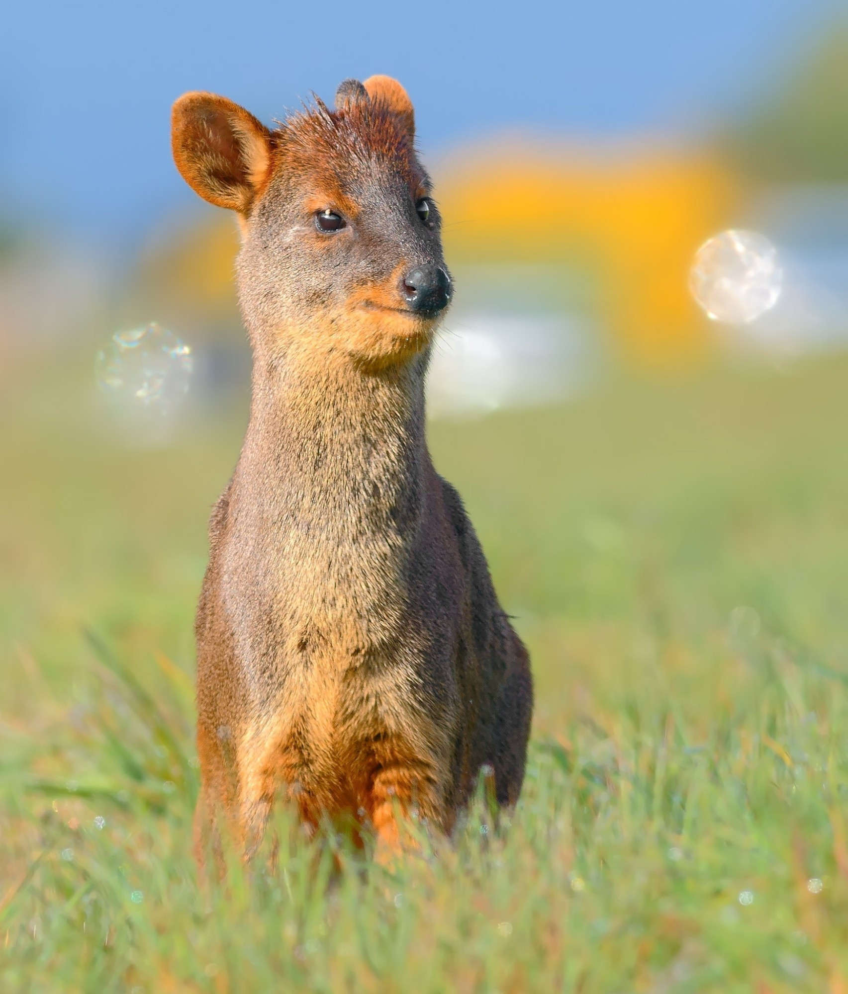 Pudu deer standing in grass with a blue sky above