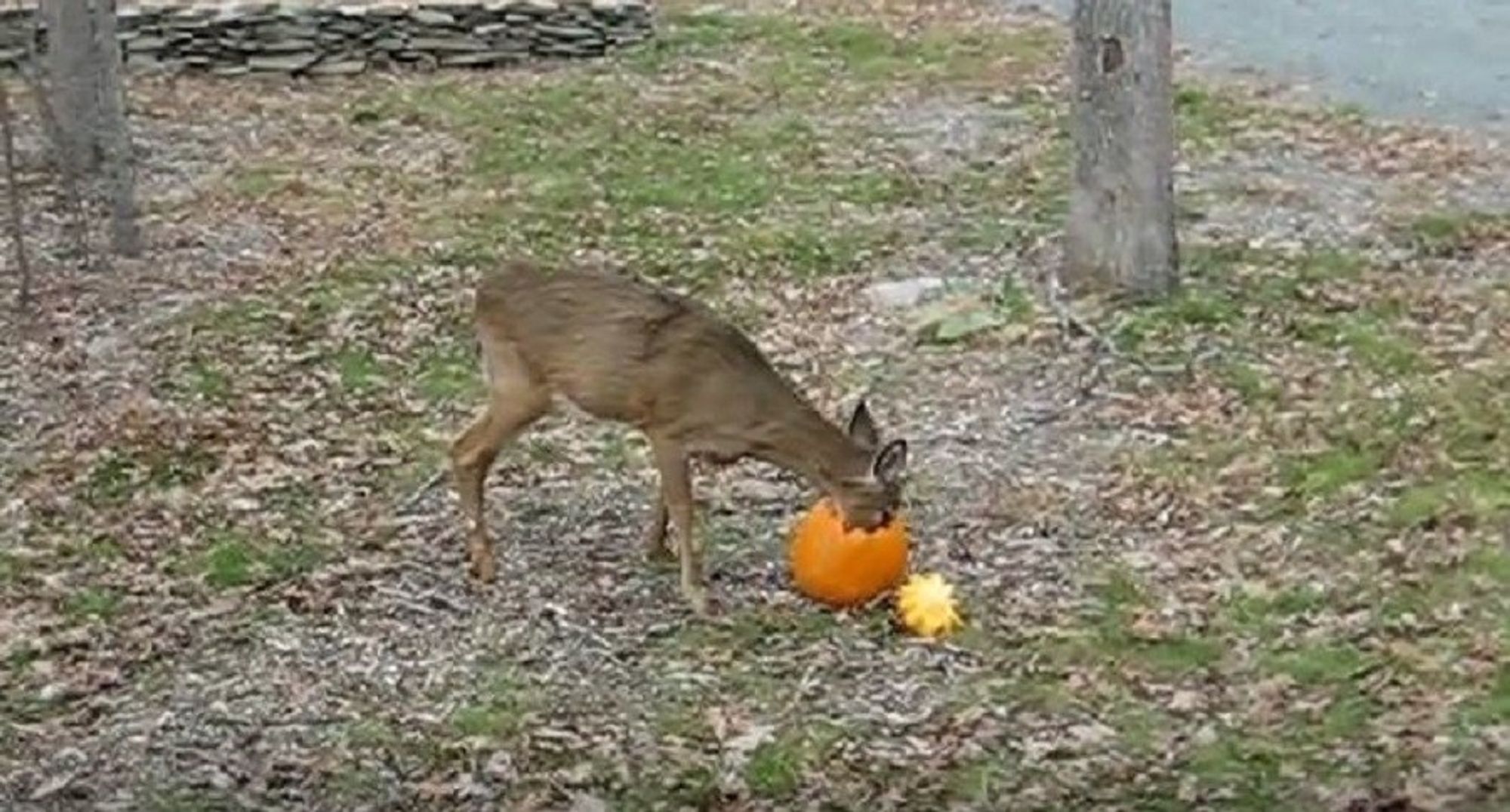 Whitetail doe wither her face in a pumpkin, eating out the inside.