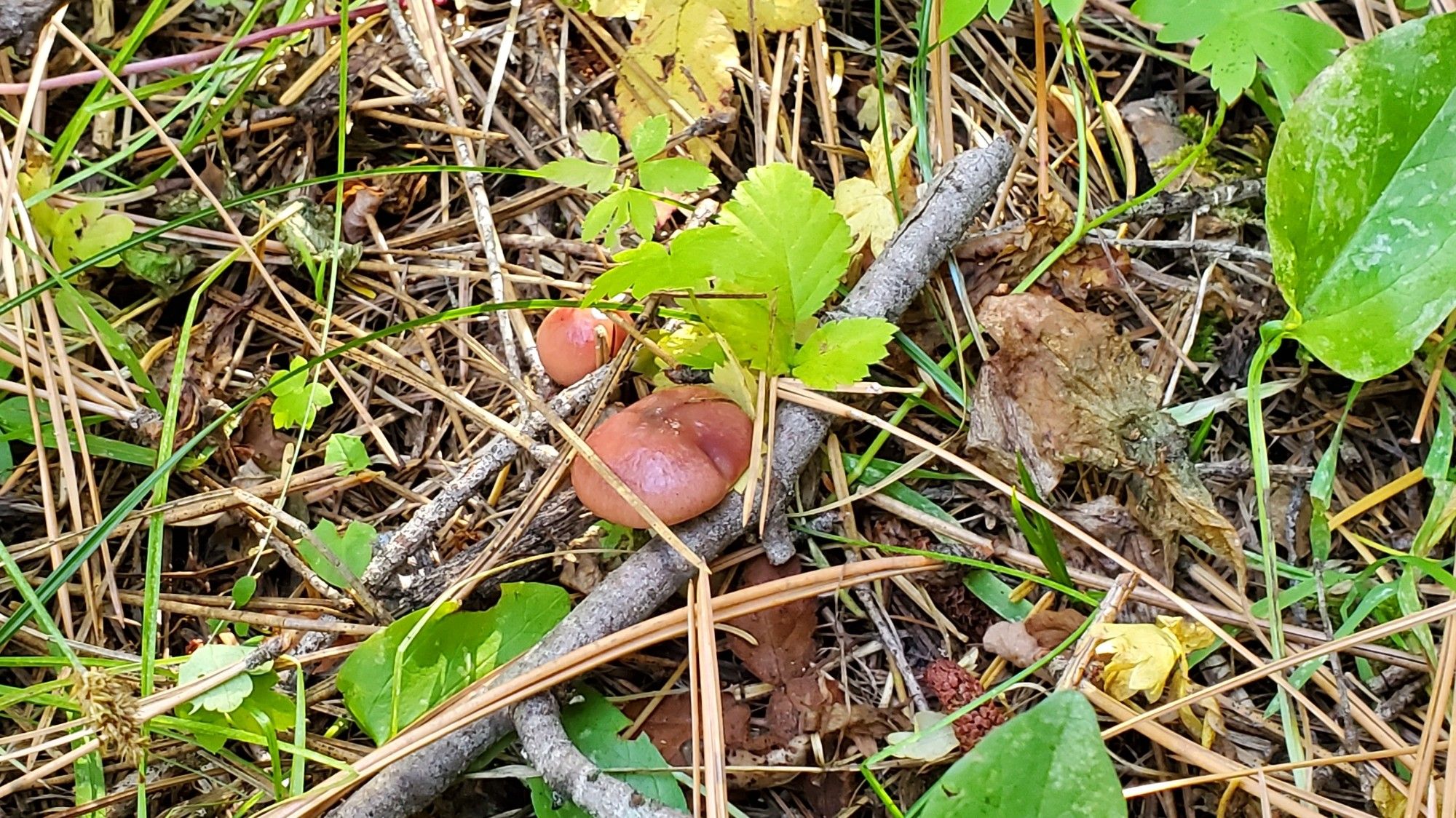 2 small reddish-brown mushrooms nestled in small plants, sticks, and old pine needles