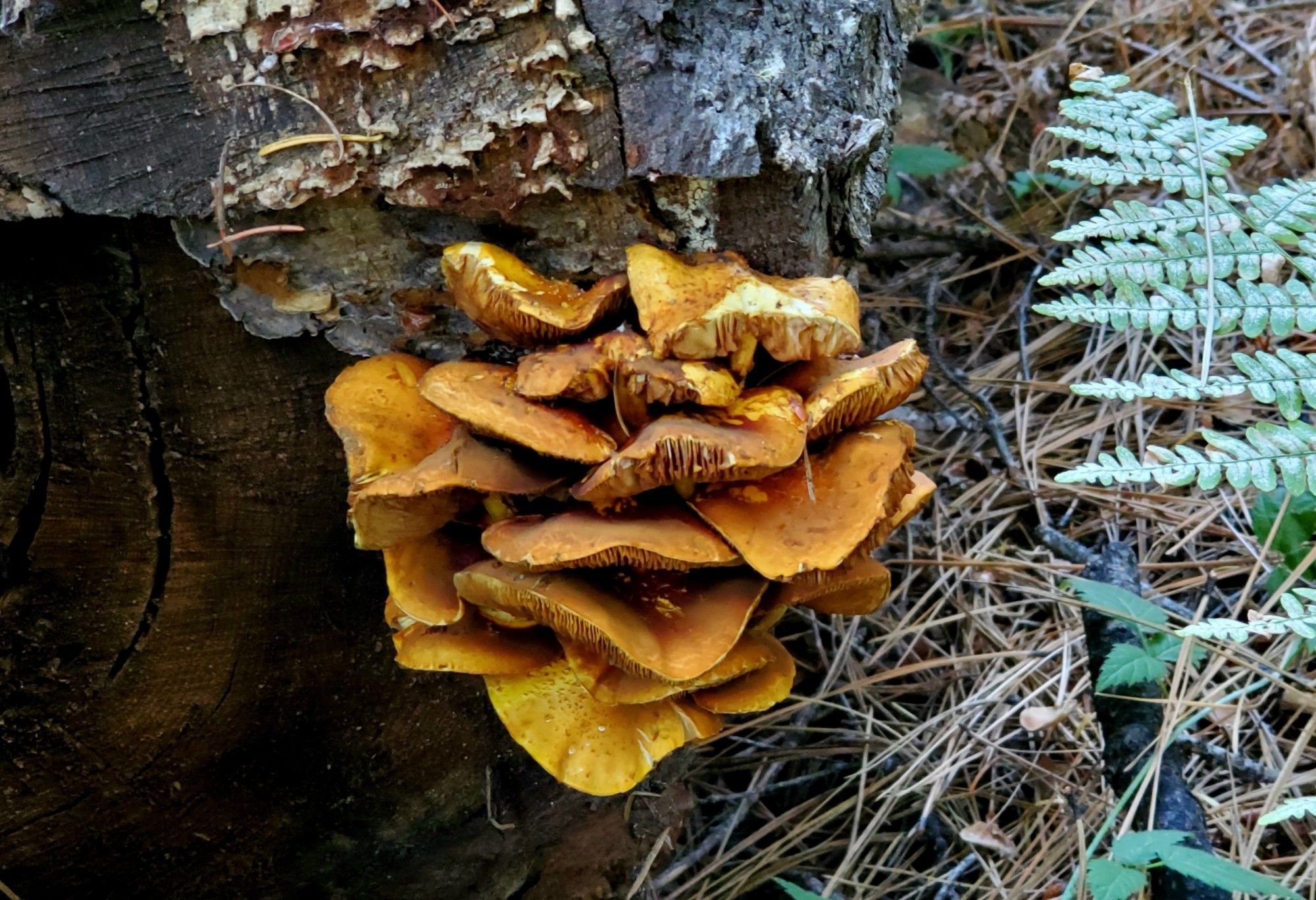 Cluster of golden colored shelf mushroom on a dead tree