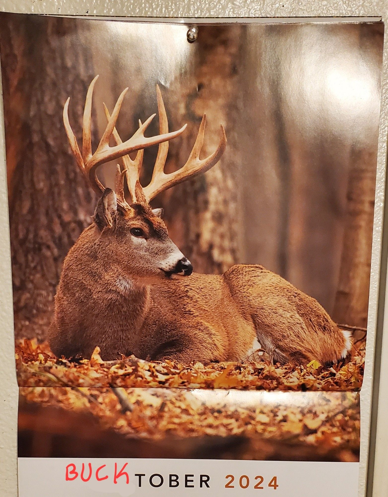 Calendar image with a whitetail buck that has large antlers laying down in golden, yellow, and brown leaves. The date says "BUCKtober 2024"