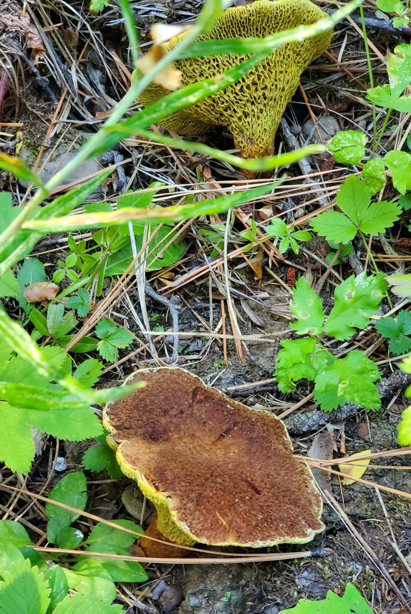 2 yellow spongey colored mushroomed with a flat brown top