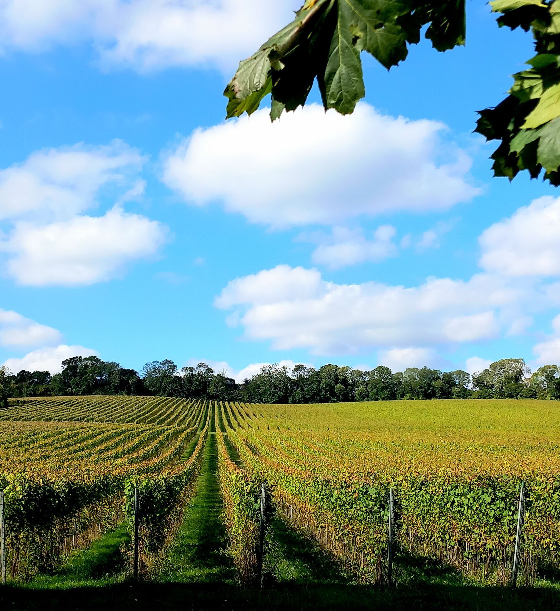 Vineyard in Kent