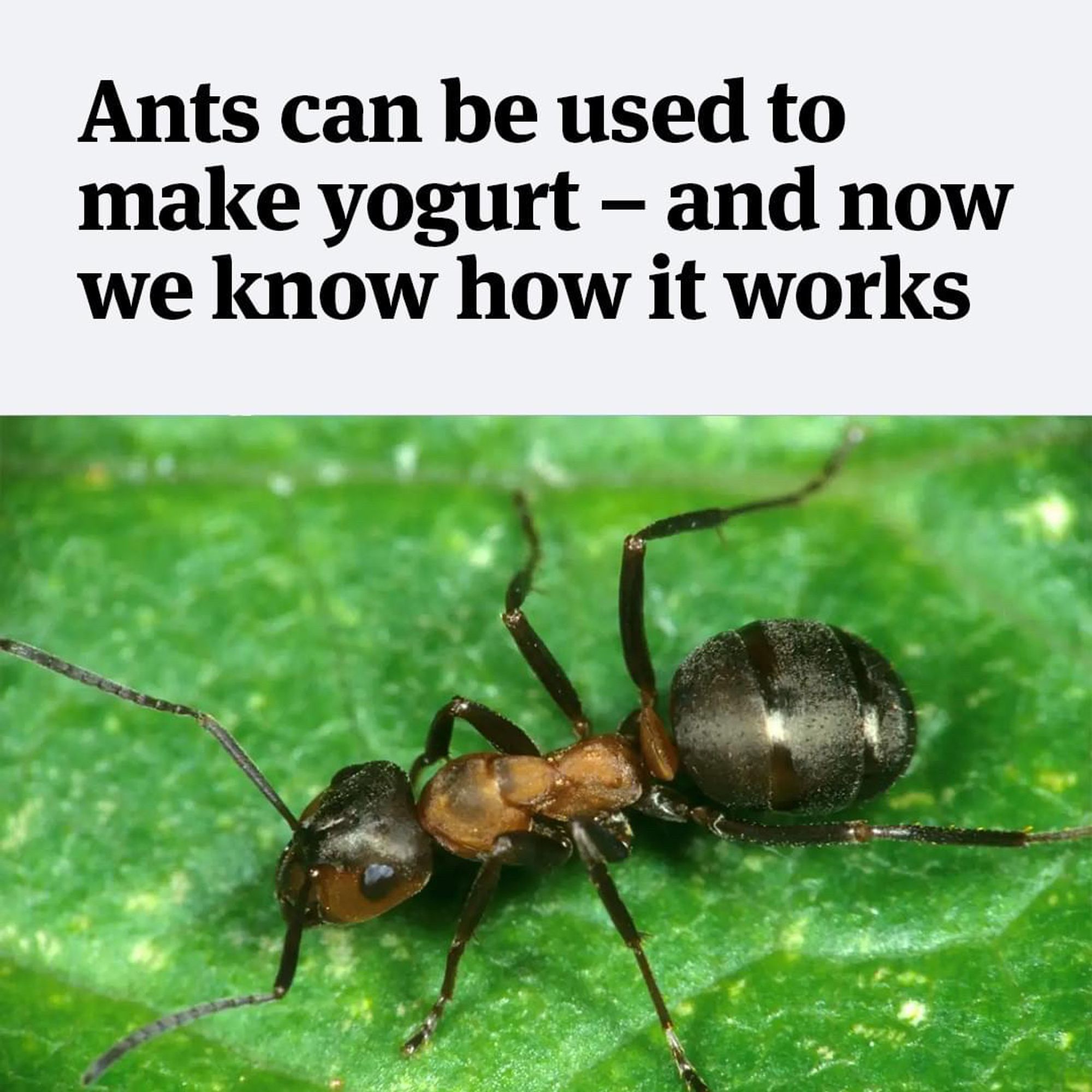 Article showing a chunky brown tan ant on a green leaf. Headline is ANTS CAN BE USED TO MAKE ANT YOGURT AND WE KNOW HOW IT WORKS