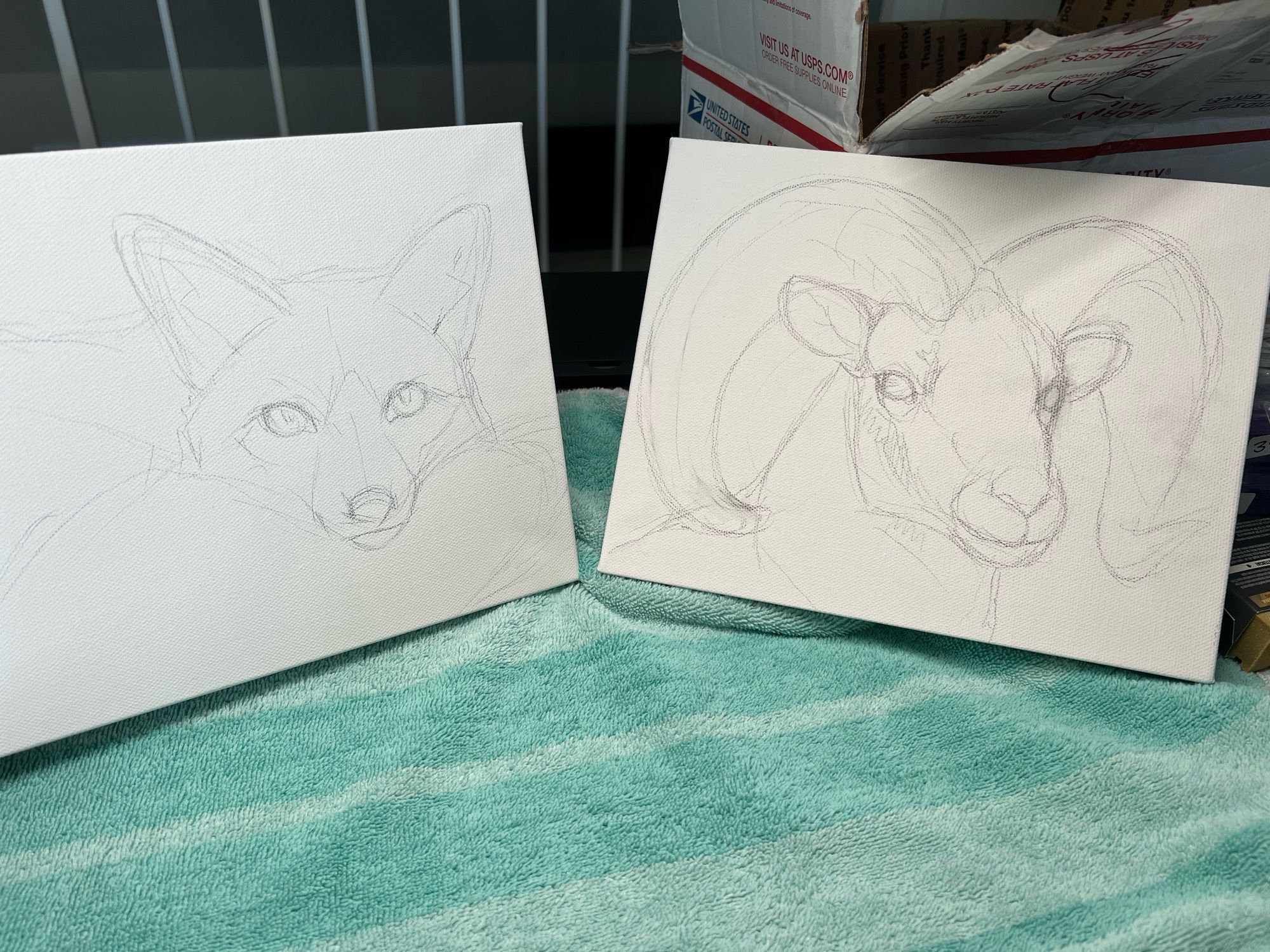 Two canvases, one on the right has a sketch of a bighorn sheep portrait, the one on the left has a sketch of a fox resting on its tail curled up