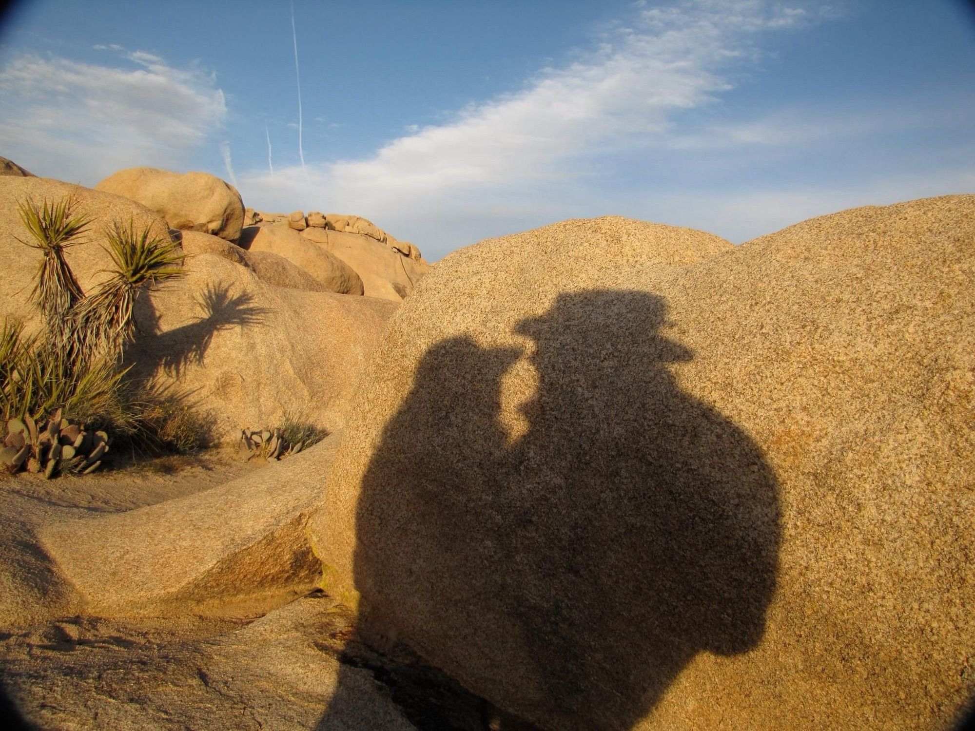 Shadows of a man and a woman on boulders with yuccas next to it.