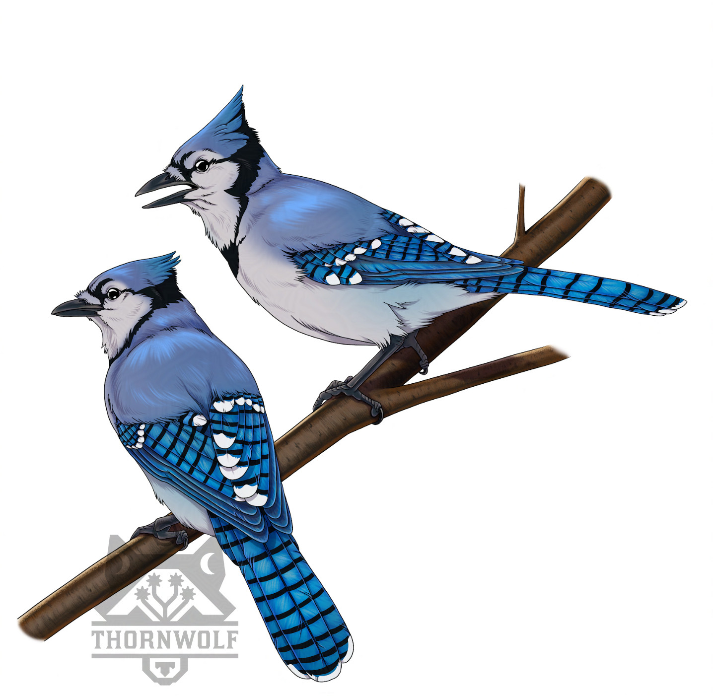 Two blue jays perched on a branch. Both are facing left. The lower one has more of its back towards the viewer, while the right-most one is more of a side view and has its mouth open.