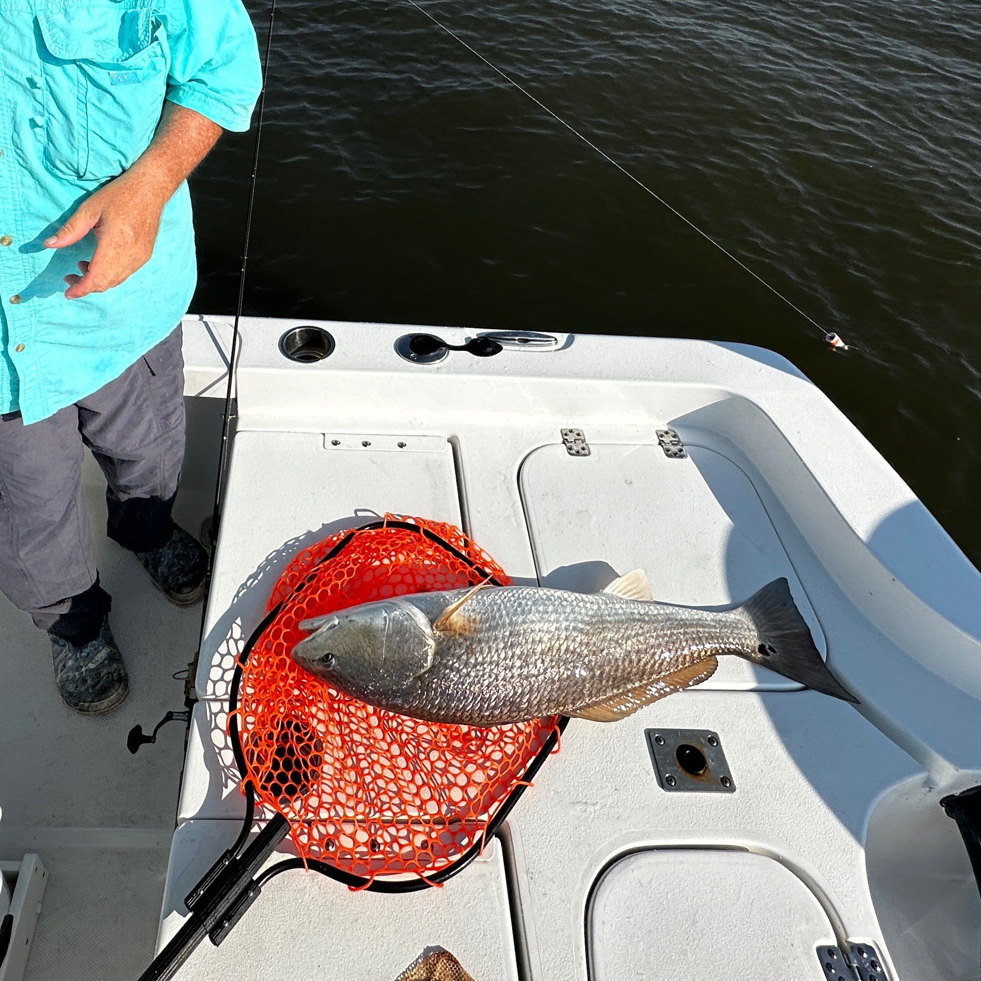 A Sheepshead fish, freshly caught.